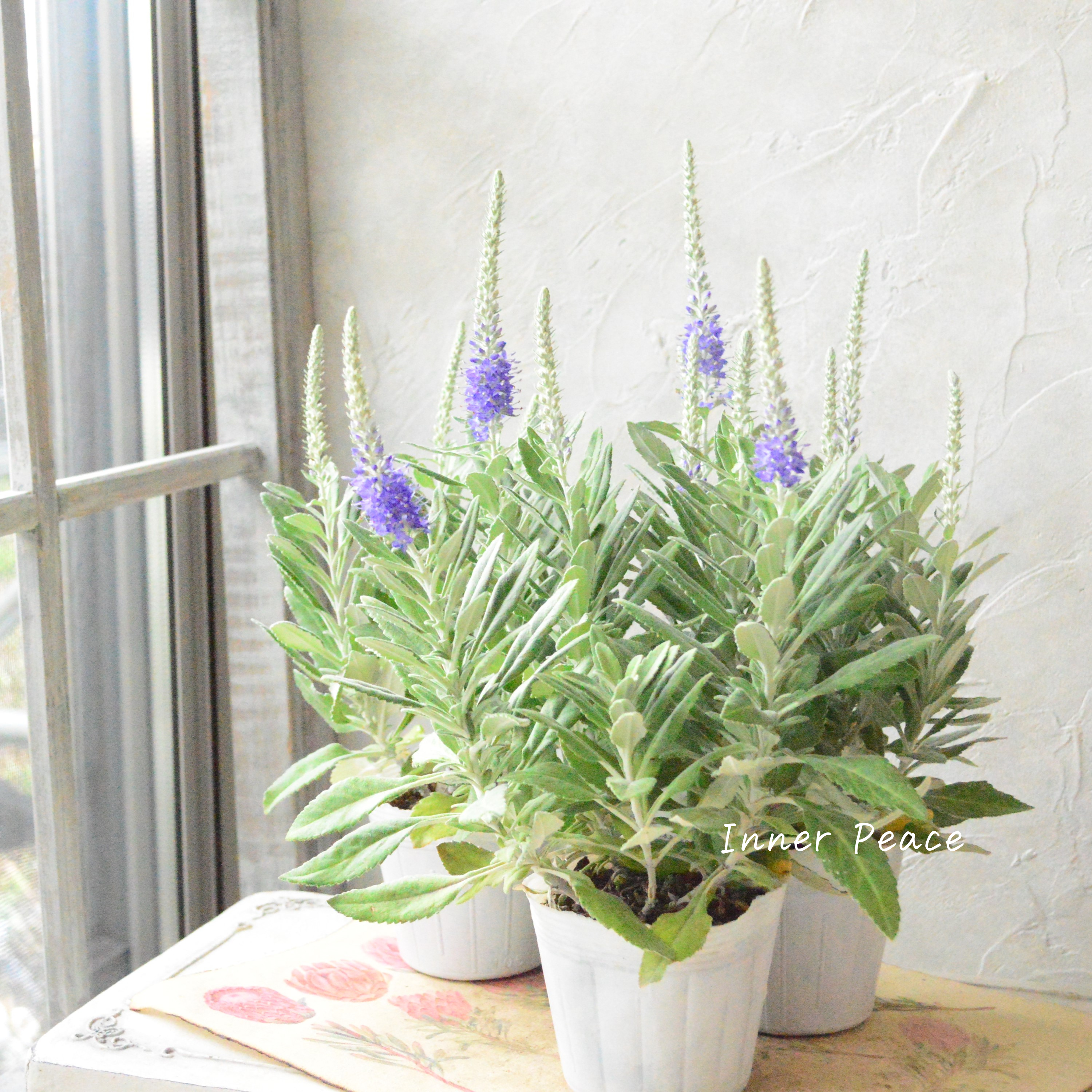 【宿根】 ベロニカ 『オルナタ(トウテイラン)・プルシアンブルー』 3.5寸POT