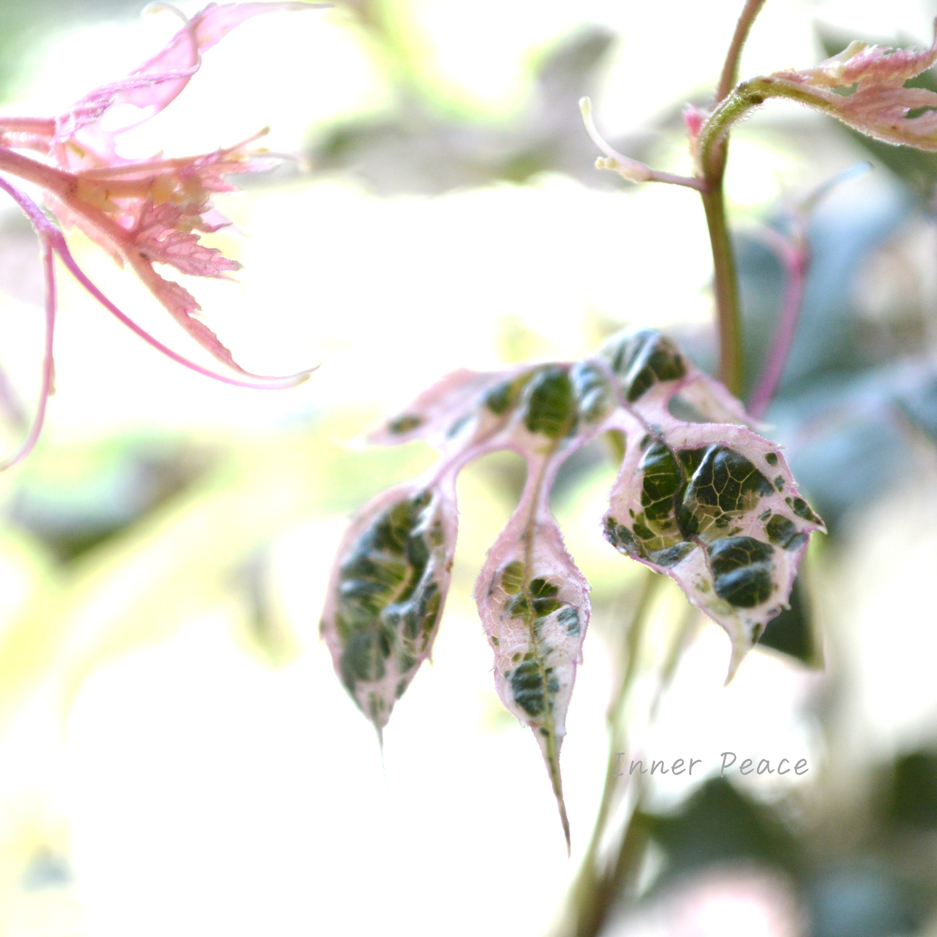 【美しい】 斑入りノブドウ 『エレガンス』 3~3.5寸POT