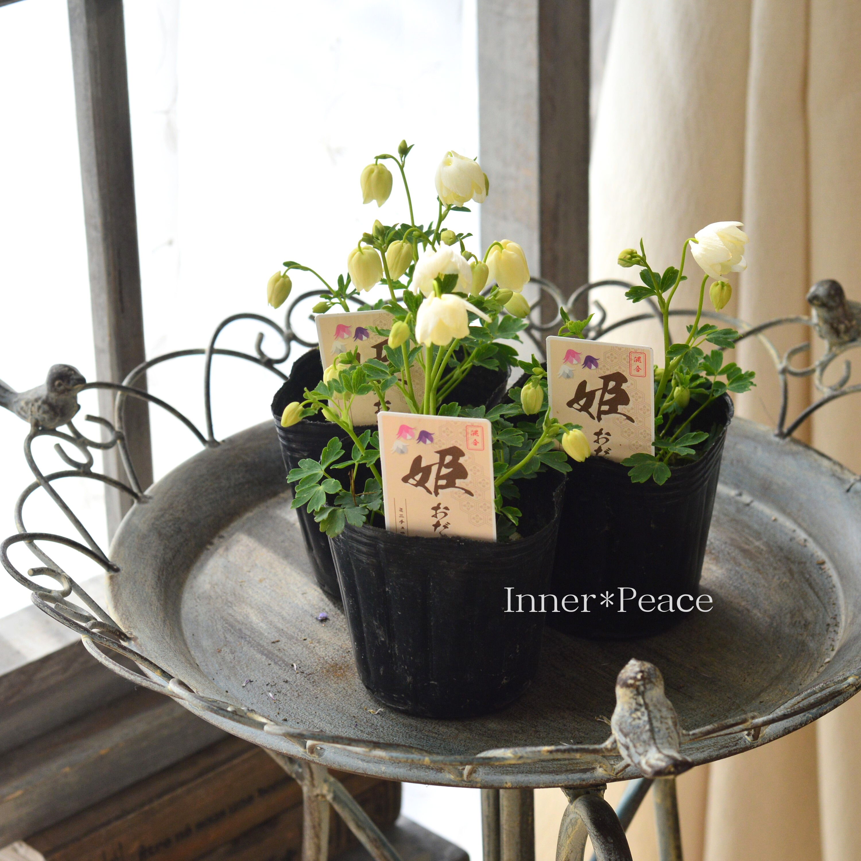 【かわいい】 姫オダマキ 『ホワイト系』 3寸POT