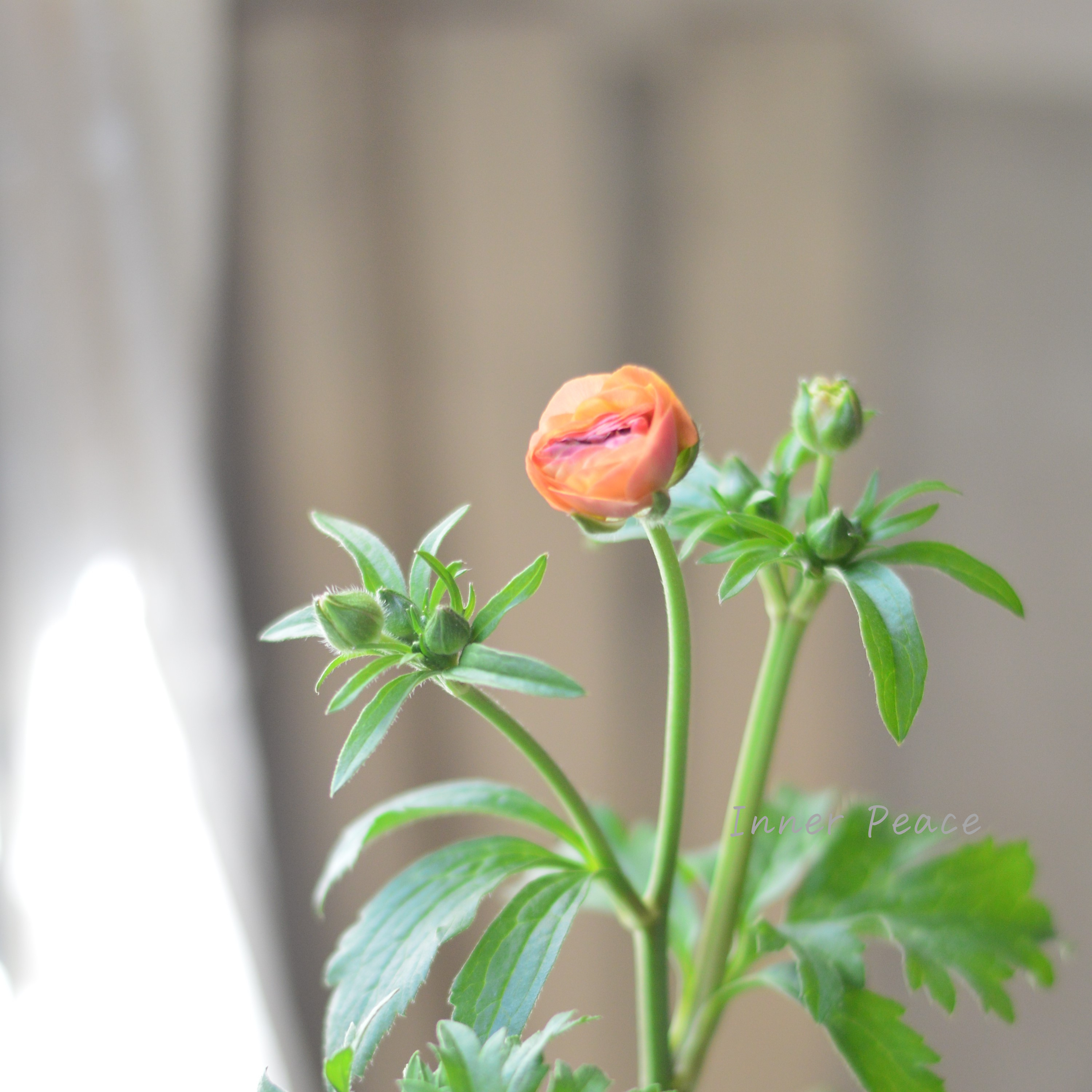 【美しい】 ラナンキュラス・ラックス 『ベスタリス』 3.5寸POT