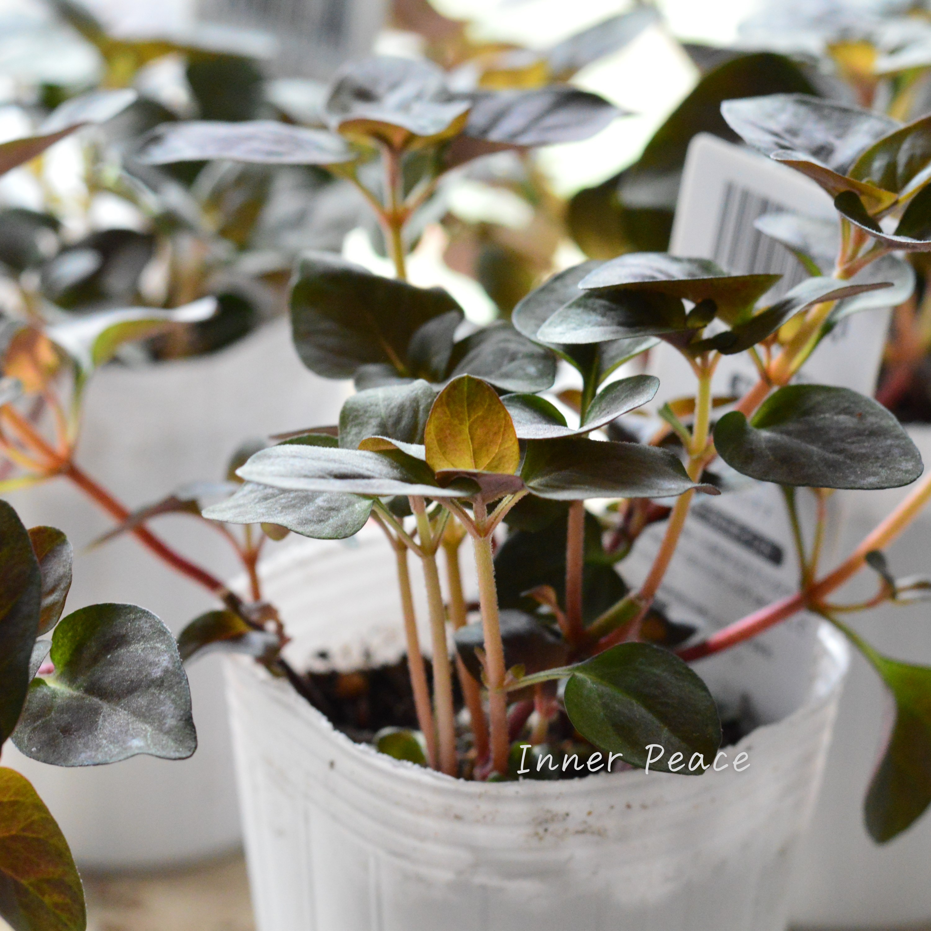 【オシャレ】 リシマキア 『ミッドナイトサン』 2.5~3寸POT