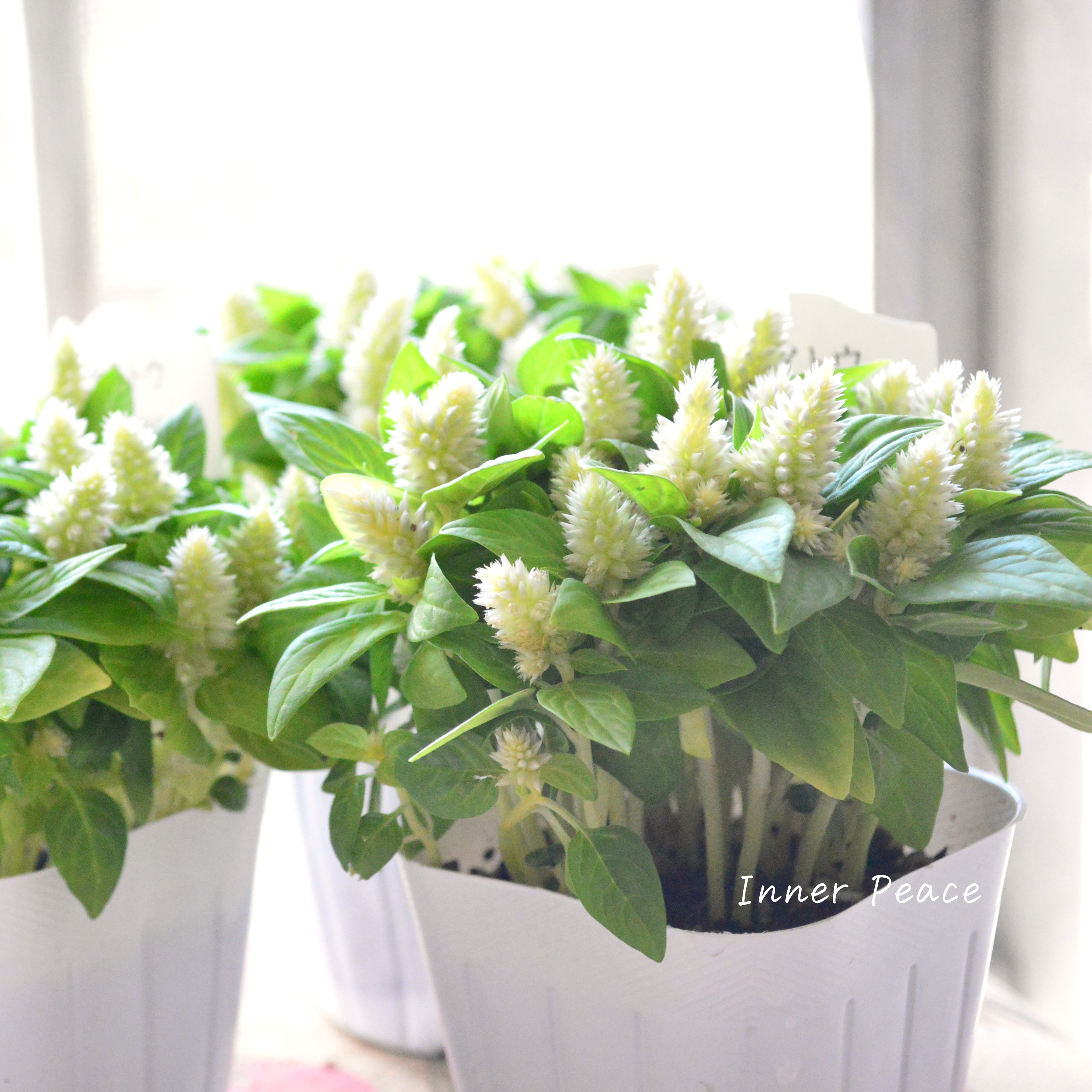 【秋のお花】 ケイトウ(多粒撒き) 『クリーム』 3寸POT