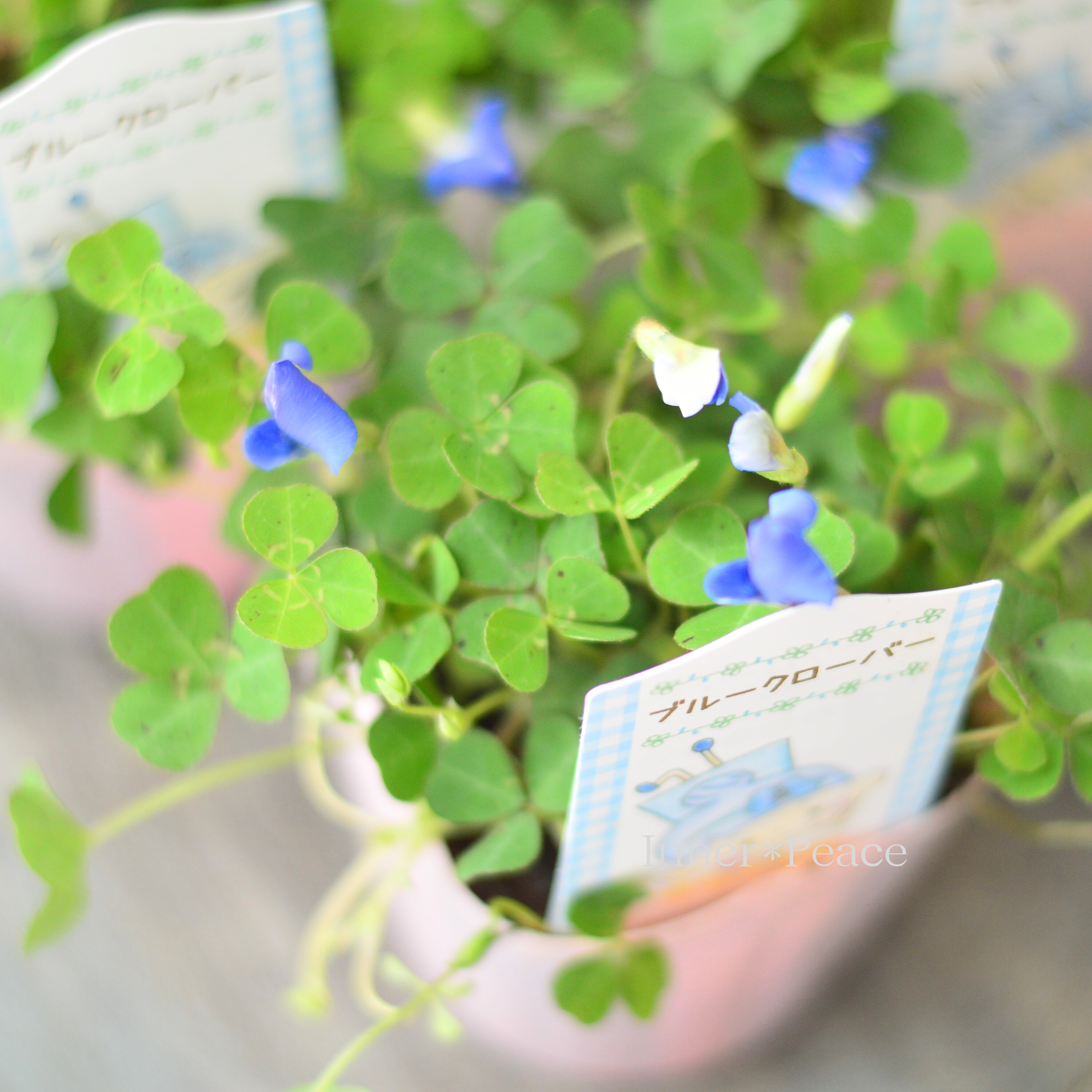【爽やか】 ブルークローバー 3寸POT