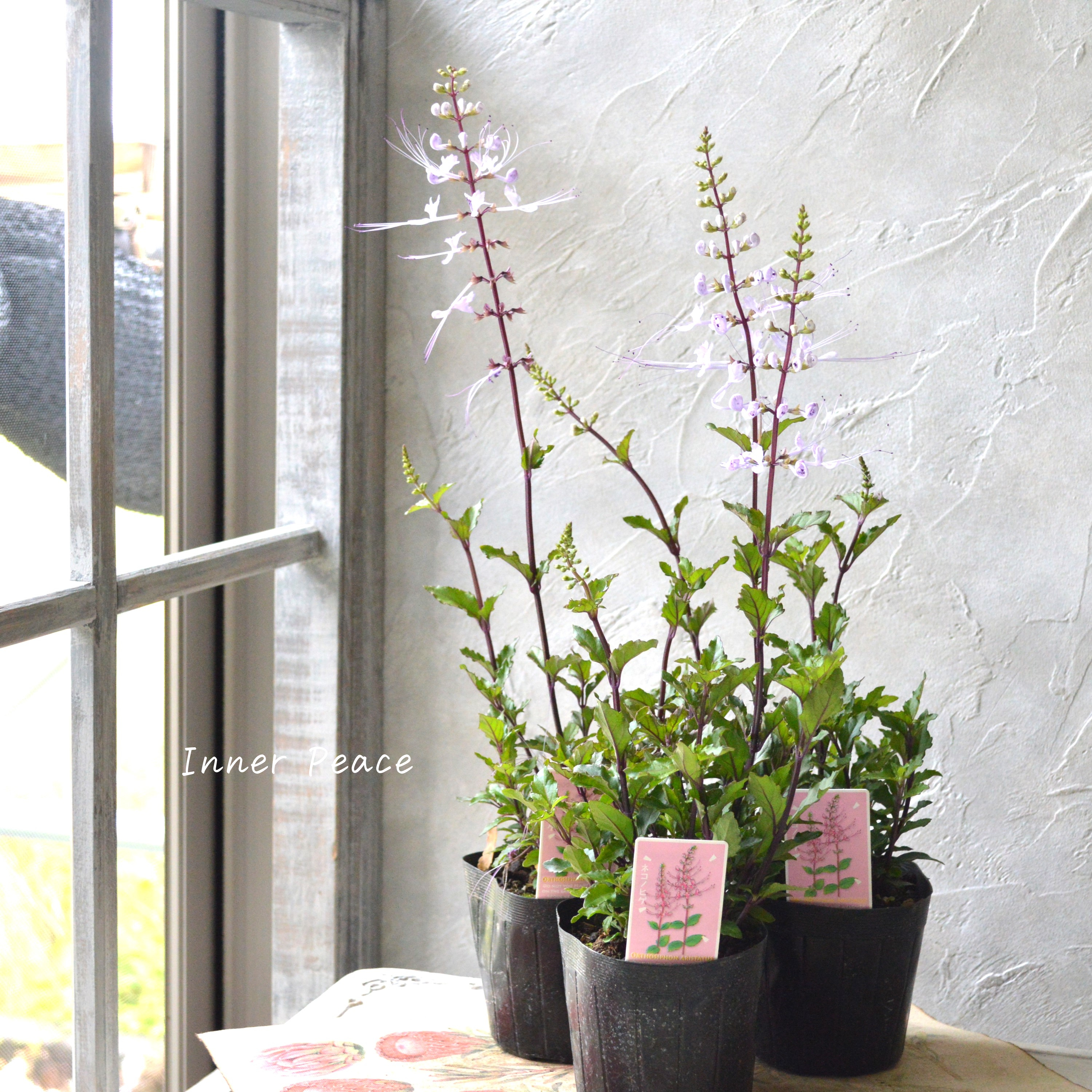 【暑さに強い】 ねこのひげ ピンク 3寸POT