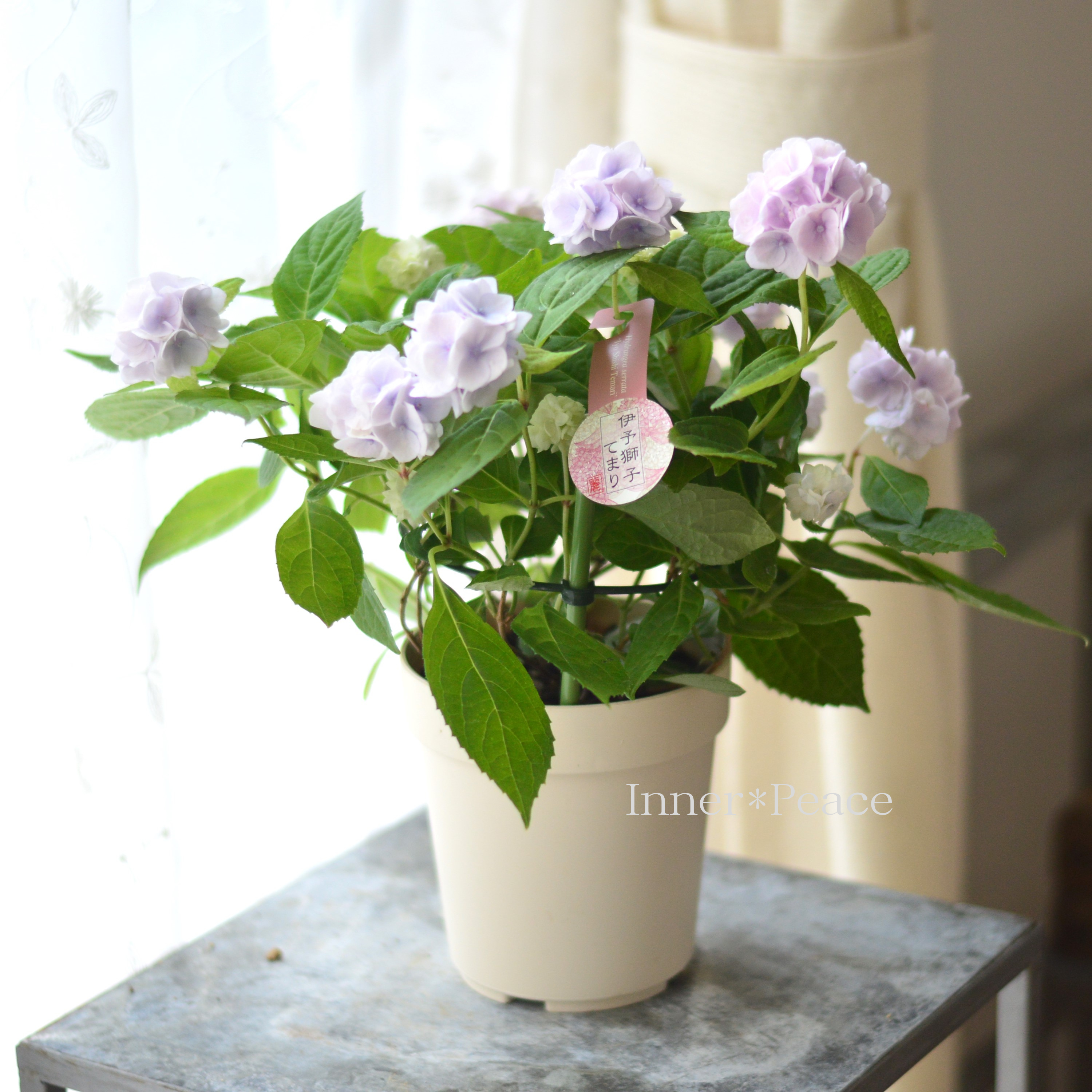 【吉岡麗子さん】 紫陽花 『伊予獅子てまり・ブルー系』 4号鉢