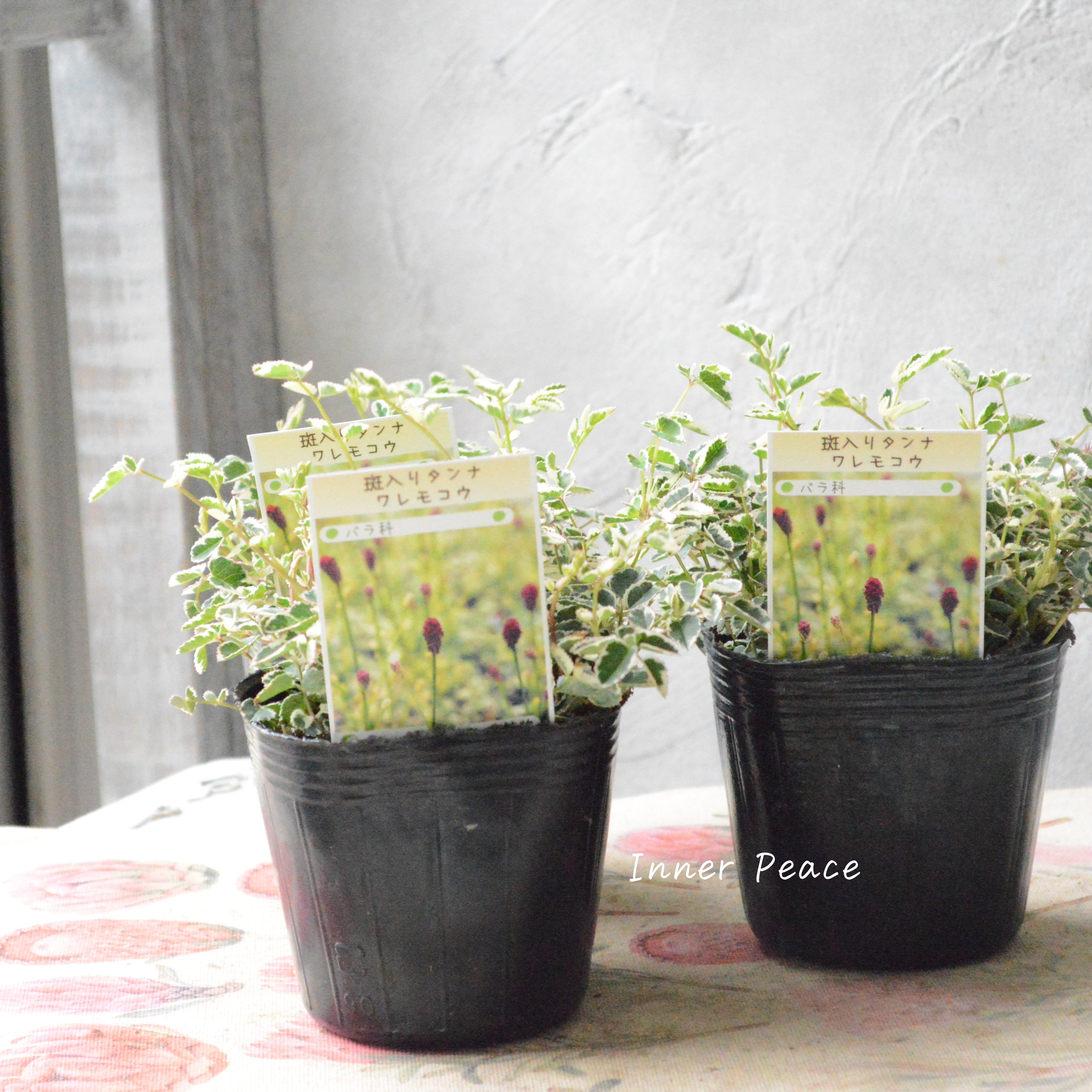 【渋カワ】 斑入りタンナワレモコウ 3寸POT