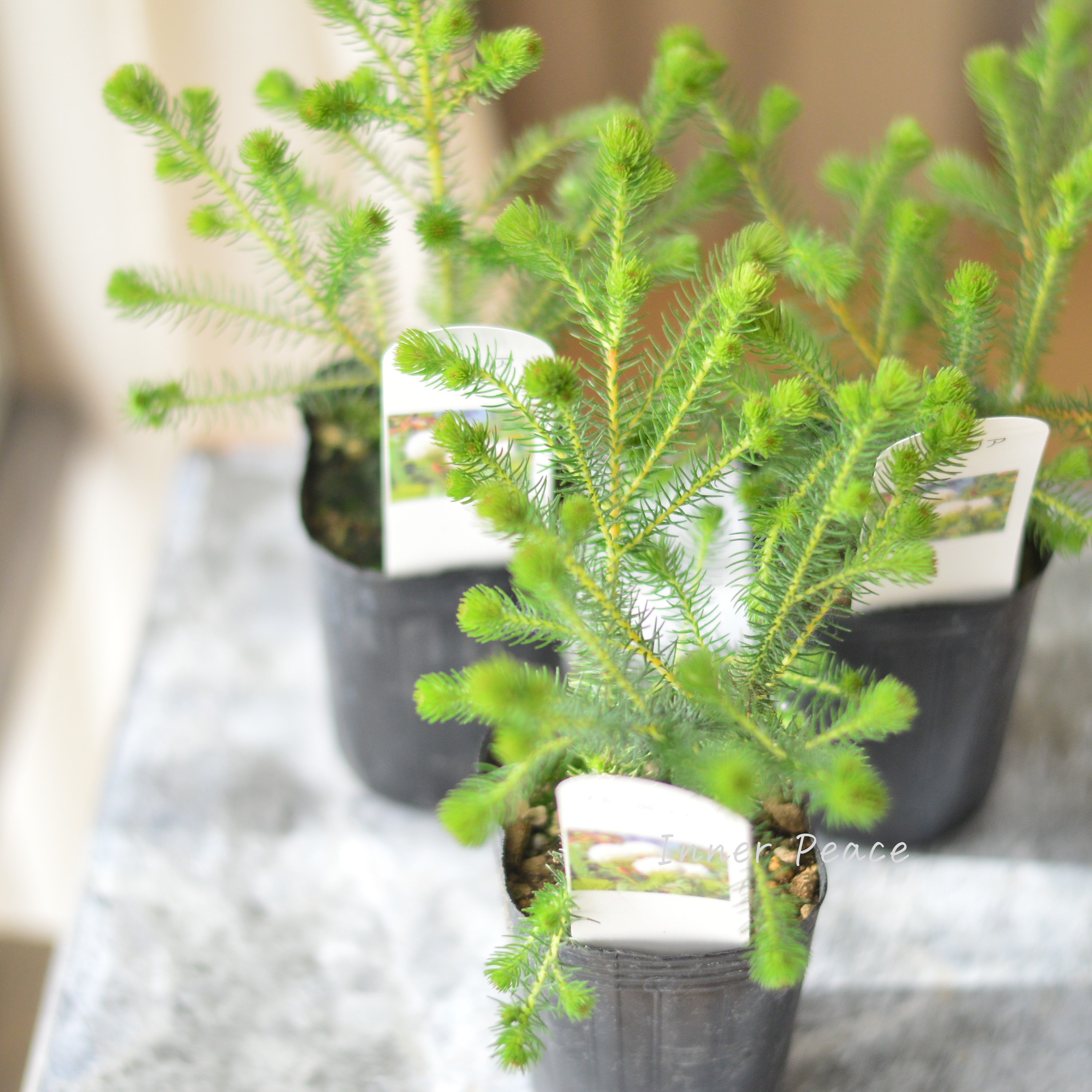 【個性的】 ベルセリア バーゼリア 3寸POT