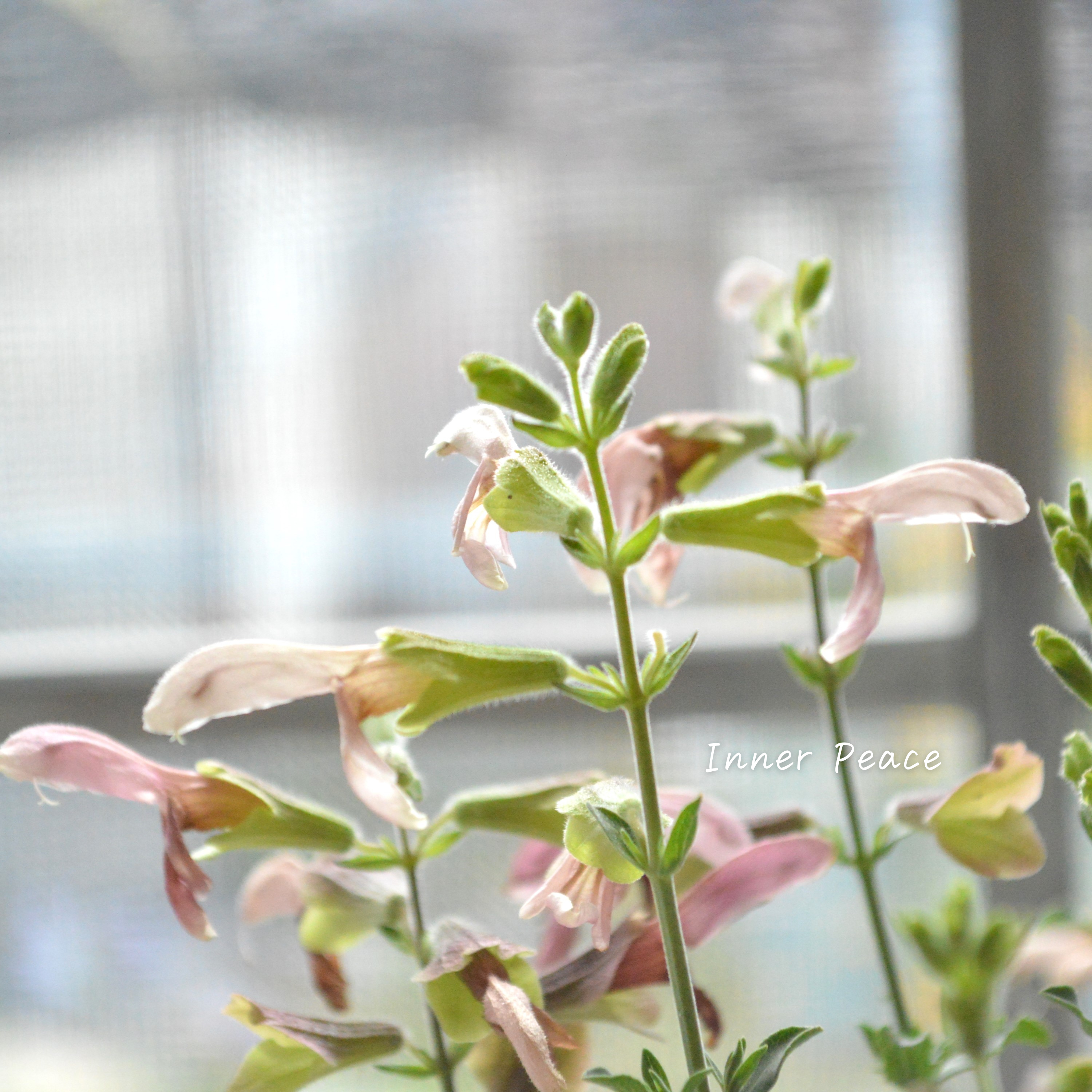 【宿根】 サルビア 『ラスティーセージ』 3寸POT