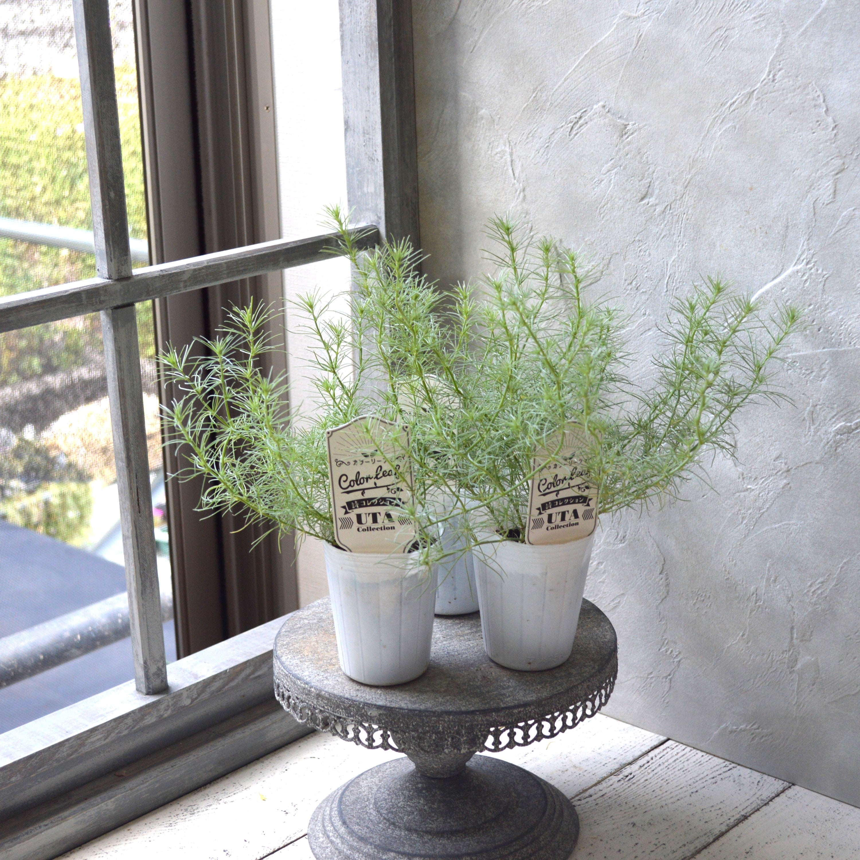 【ふわふわリーフ】ロータス『コットンキャンディー』 2.5寸POT