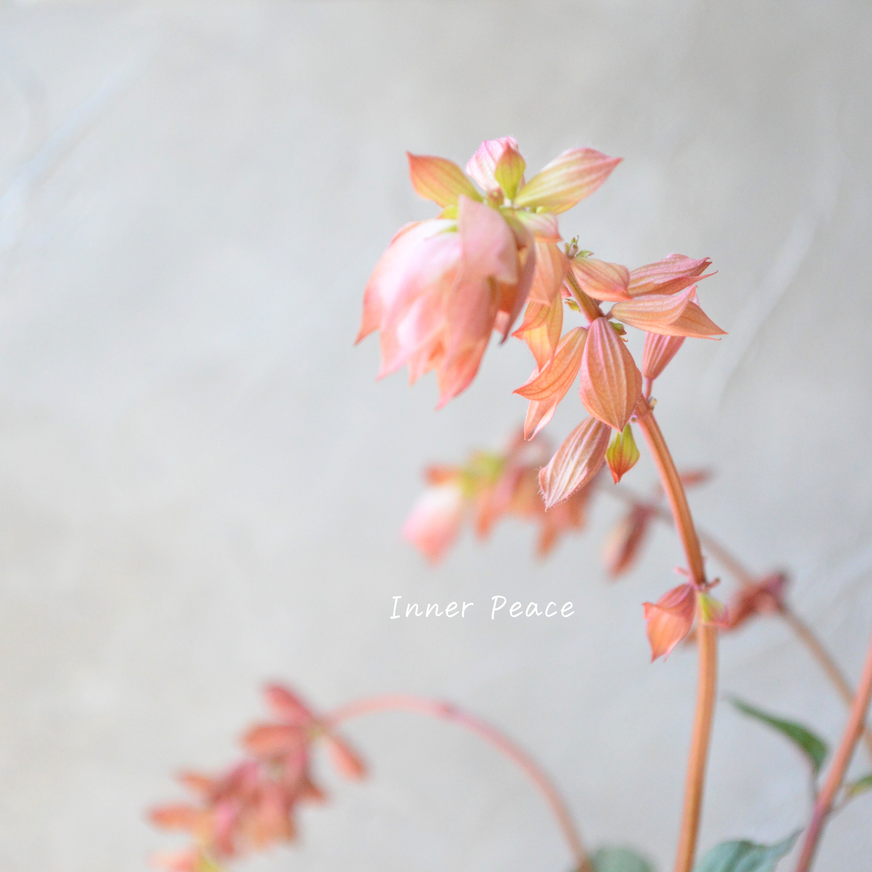 【宿根】 サルビア 『エンバーウィッシュ』 3.5寸POT