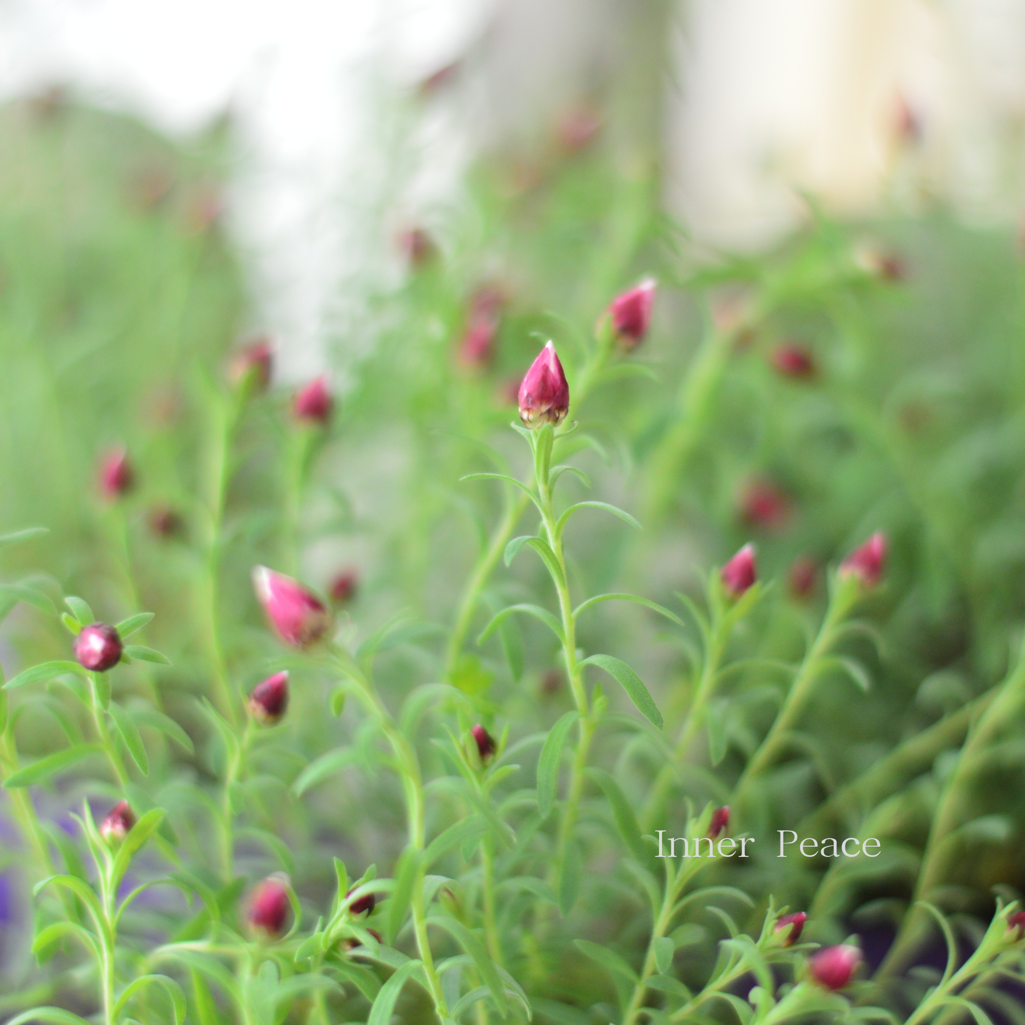 【個性的】 ペーパーカスケード 3寸POT