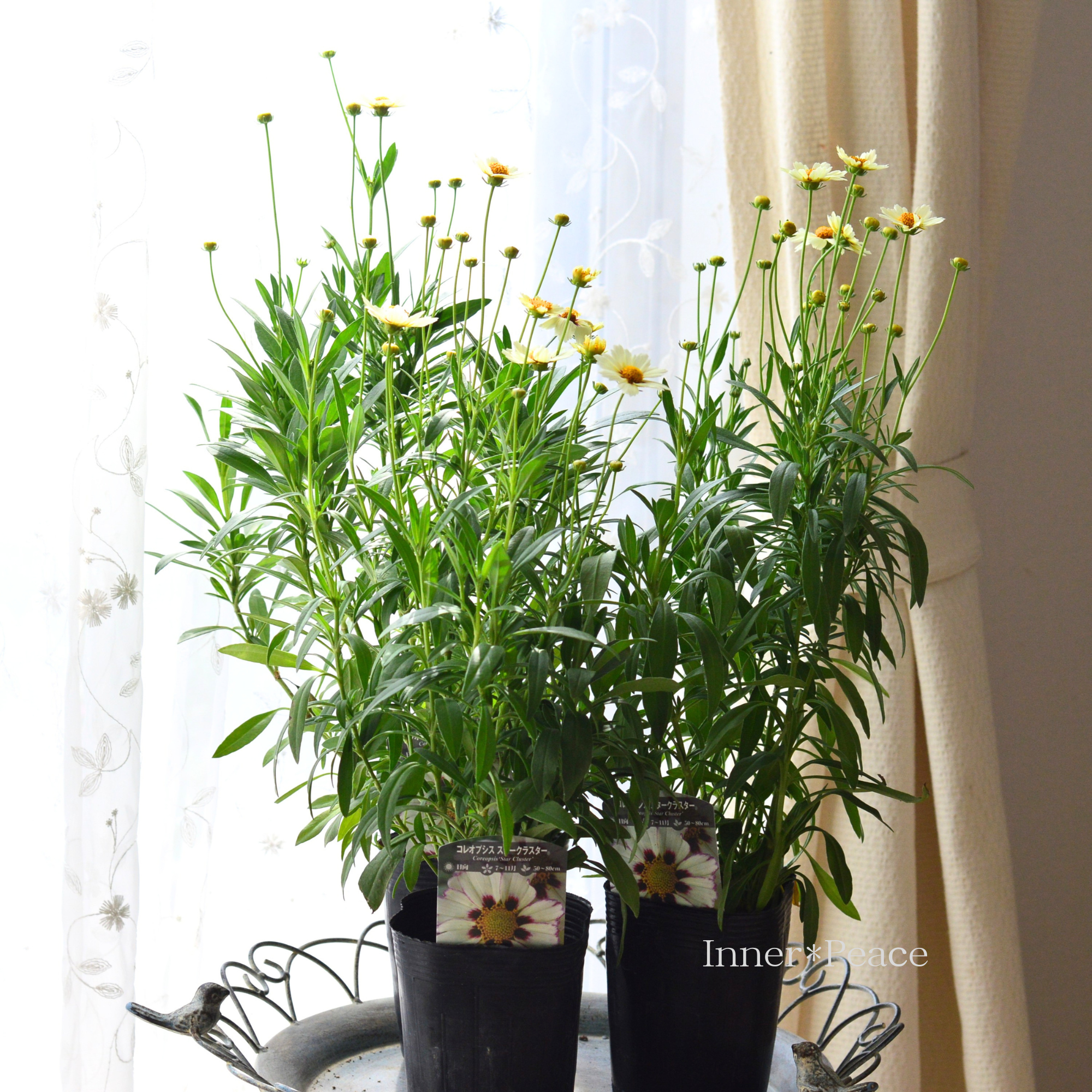 【開花期が長い】 コレオプシス 『スタークラスター』 3寸POT