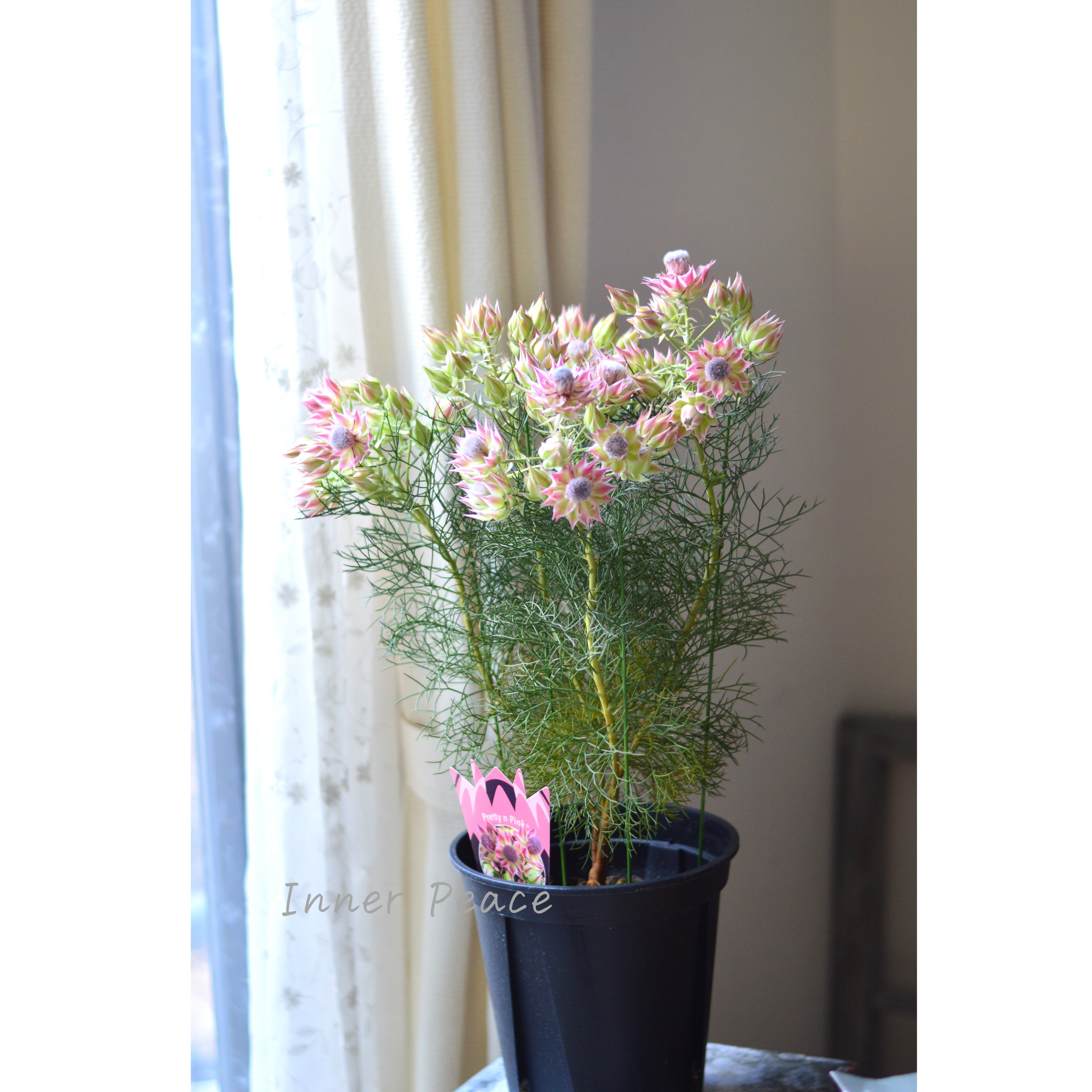 【大苗】 セルリア 『プリティーピンク』 7号スリット鉢