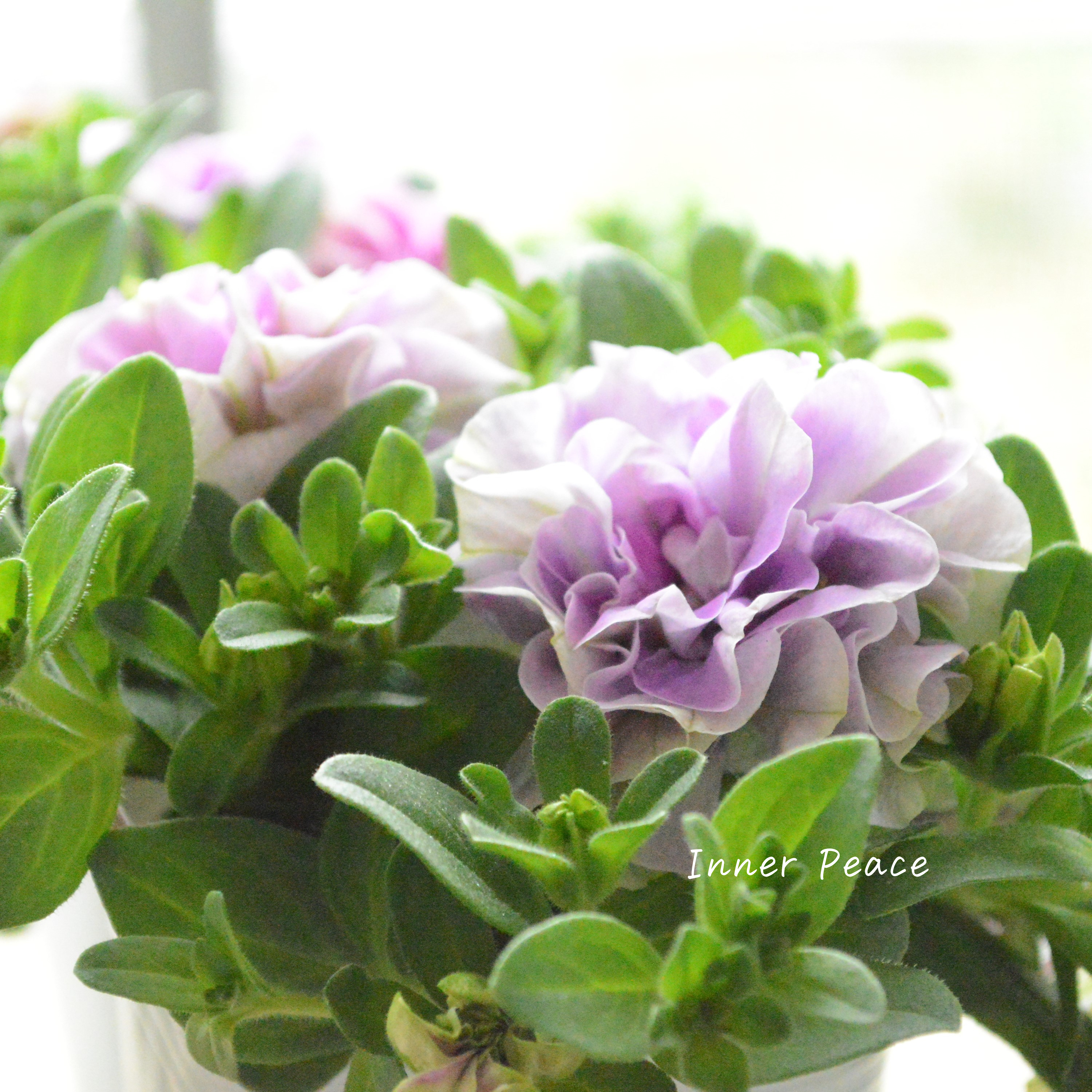 【花日和さんオリジナル】 栄養系ペチュニア 『ベルチャーム・ミシェル』 3.5寸POT