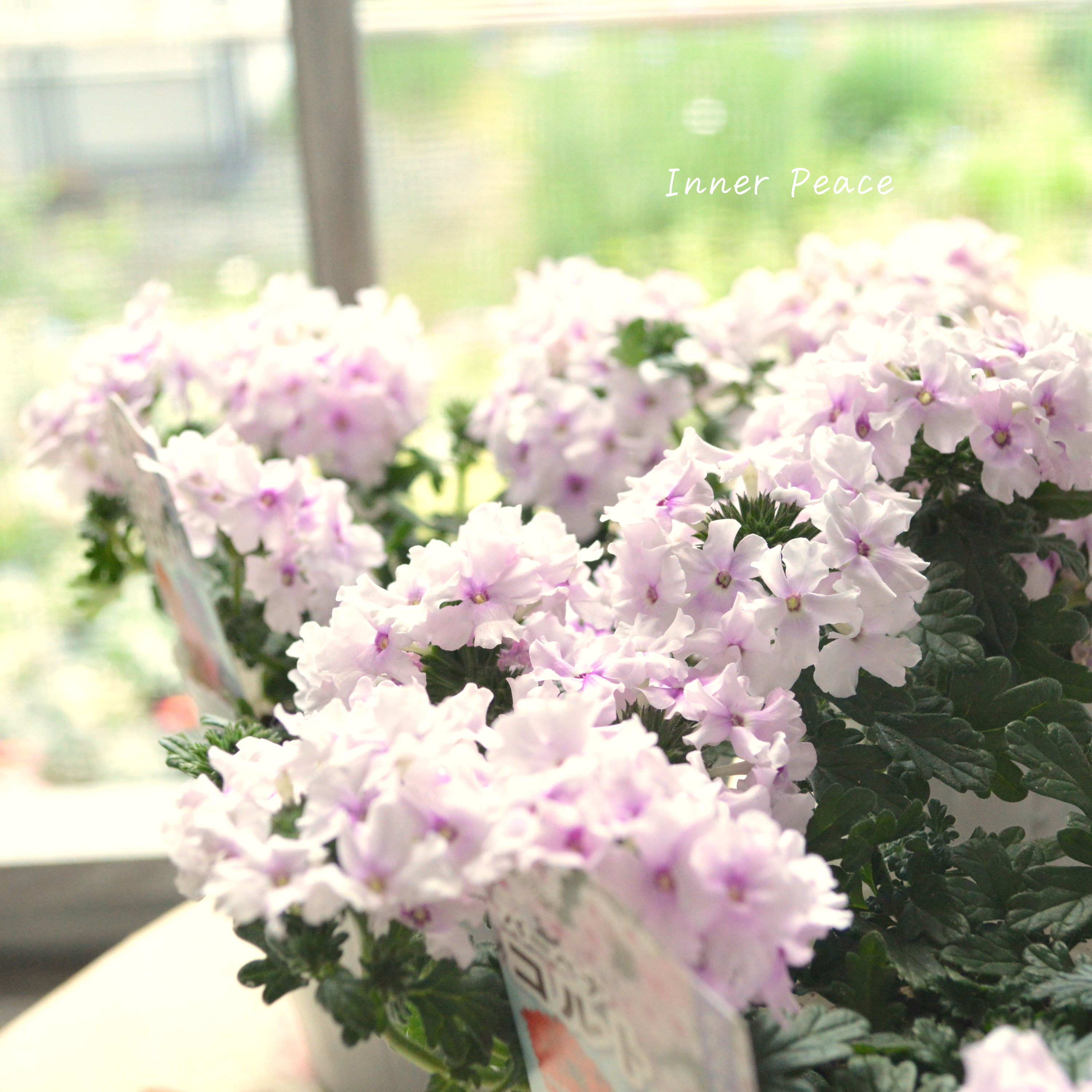 【宿根】 バーベナ 『コルト・ライトピンクアイ』 3.5寸POT