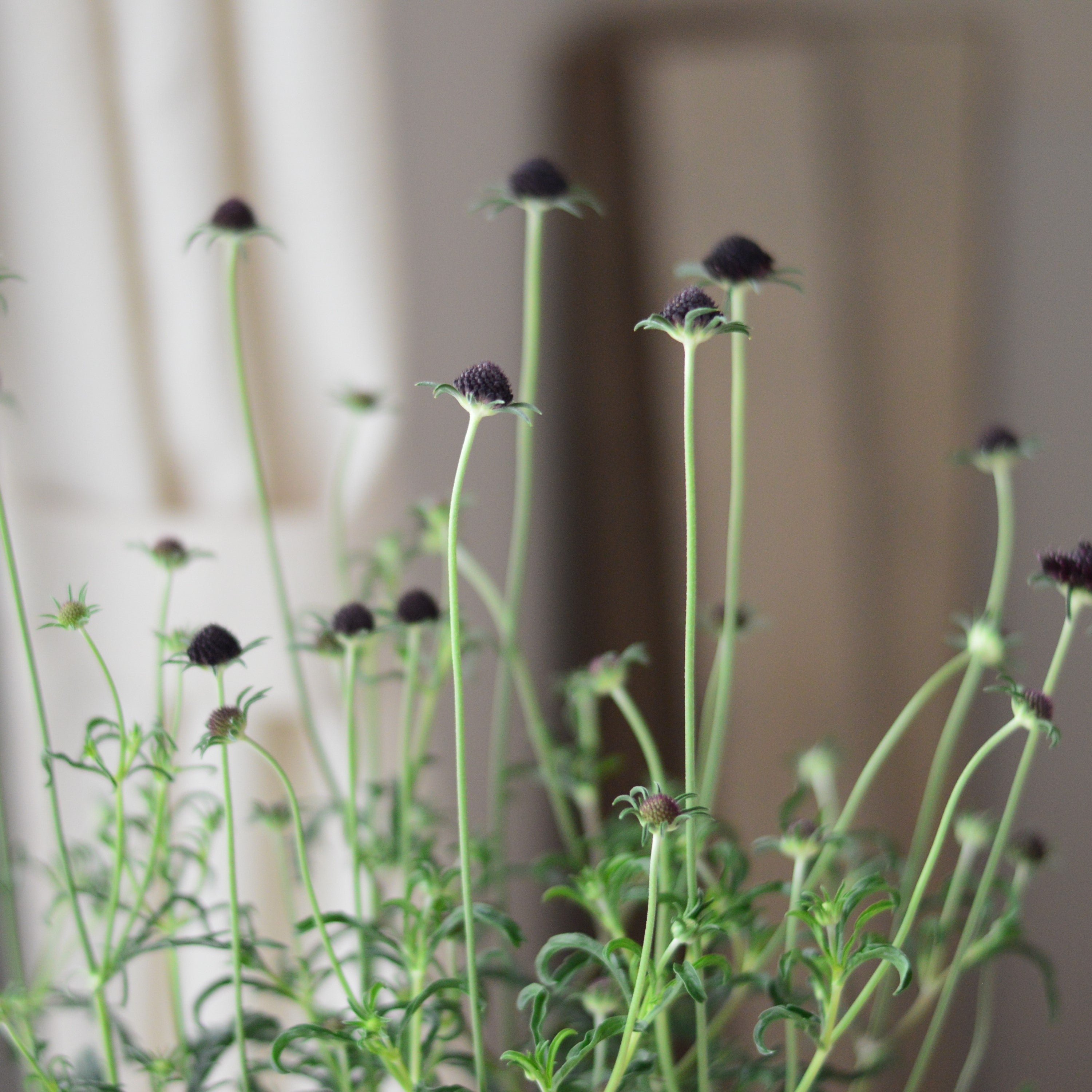 【シック】 スカビオサ 『チリブラック』 3寸ロングPOT