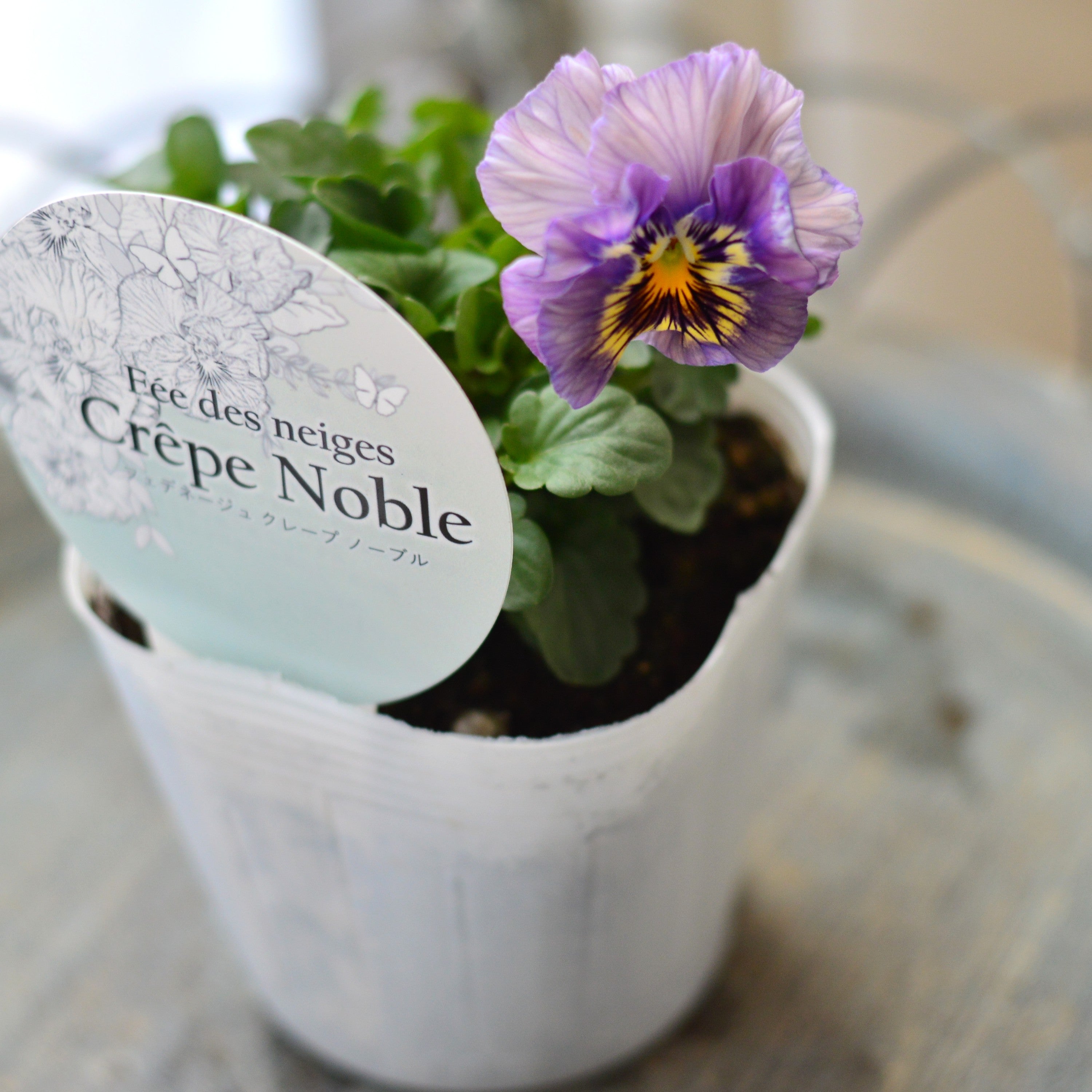 【美しい】 パンジー 『フェデネージュ・クレープノーブル』 3.5寸POT