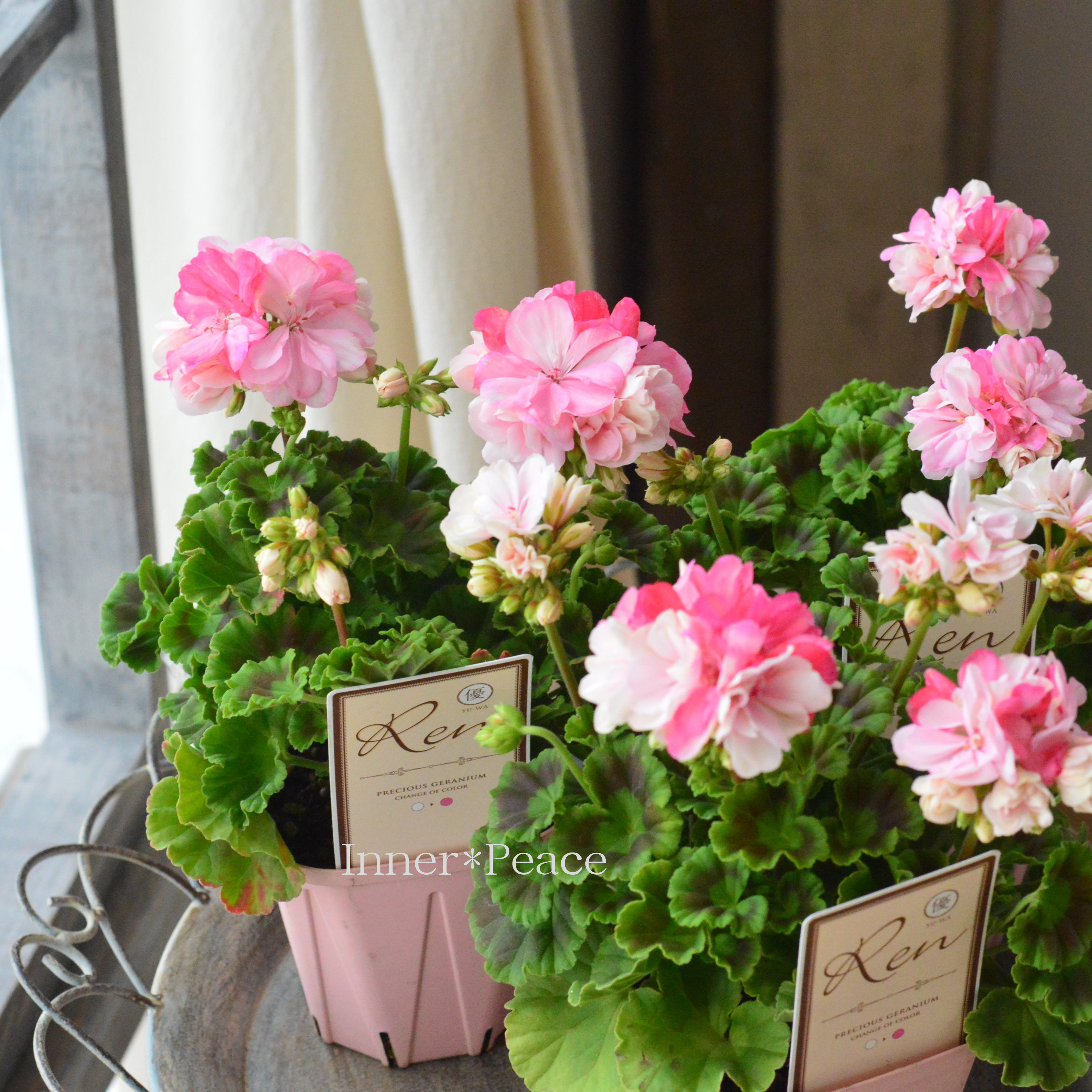 【美しい】 ゼラニウム 『Ren ~レン~』 3.5寸硬質POT