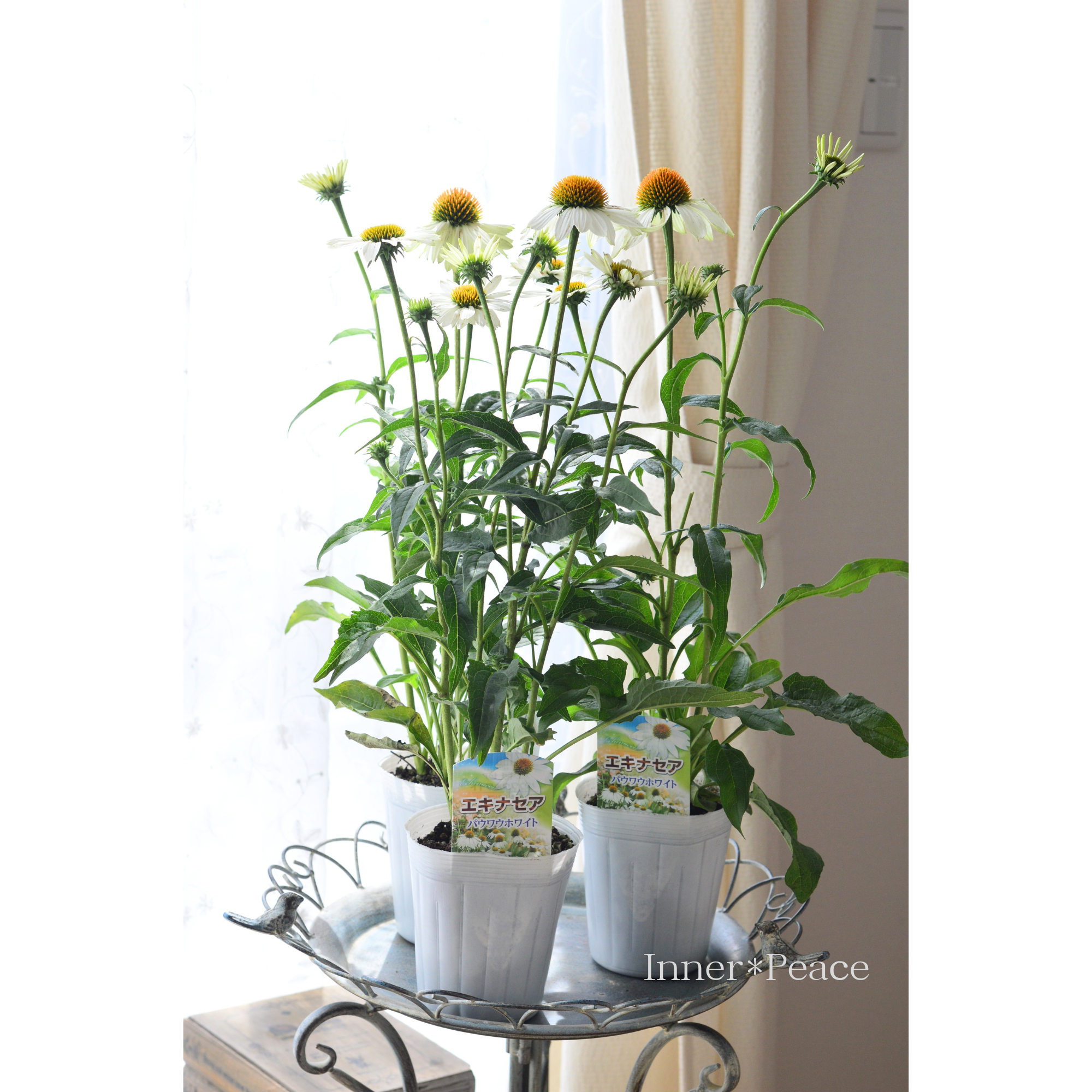 【暑さ寒さに強い】 エキナセア 『パウワウ・ホワイト』 3.5寸ロングPOT