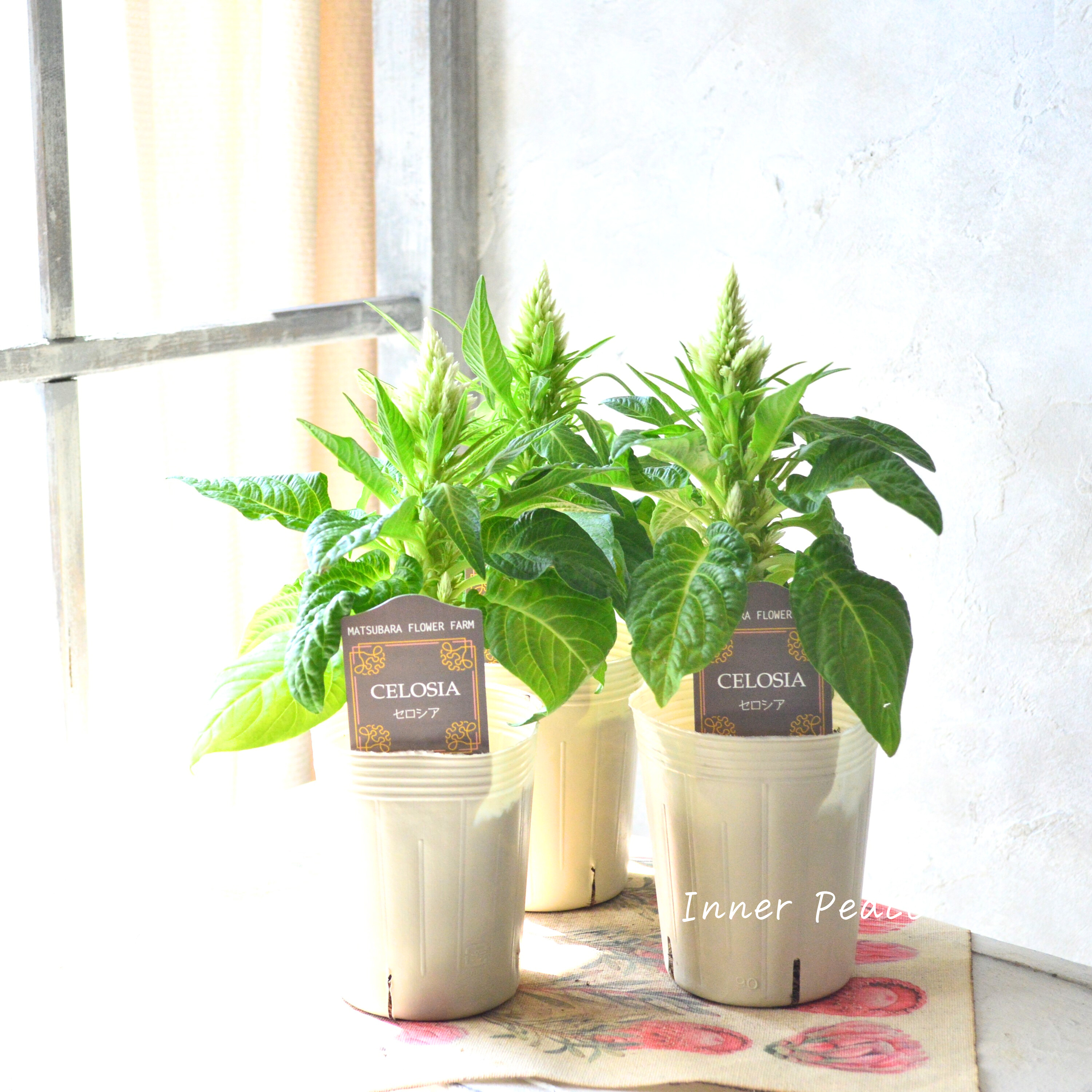 【マツバラフラワーファームさん】 セロシア 『サンディグリーン』 3寸ロングPOT