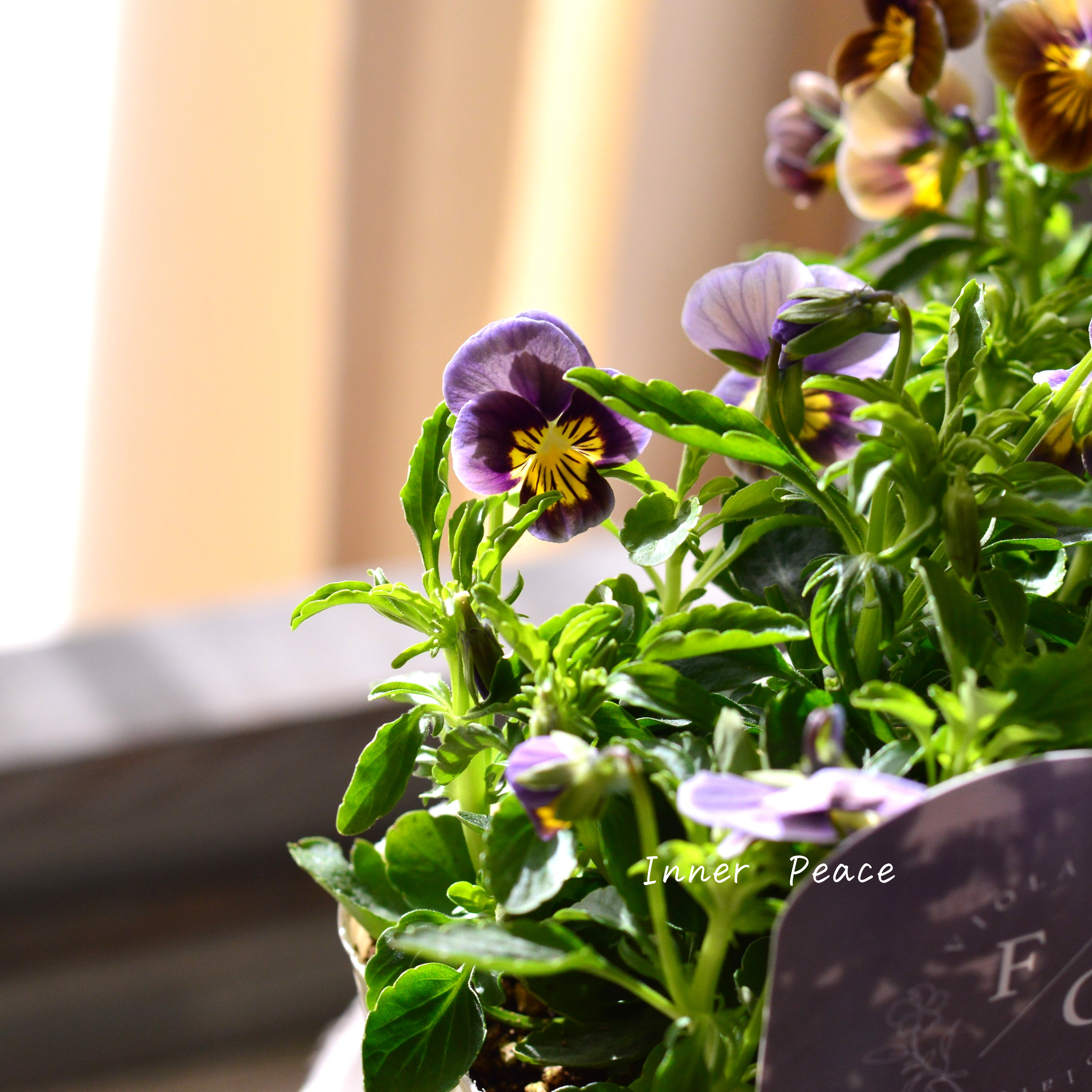 【シック】 ビオラ 『フロステッドチョコレート』 3.5寸POT