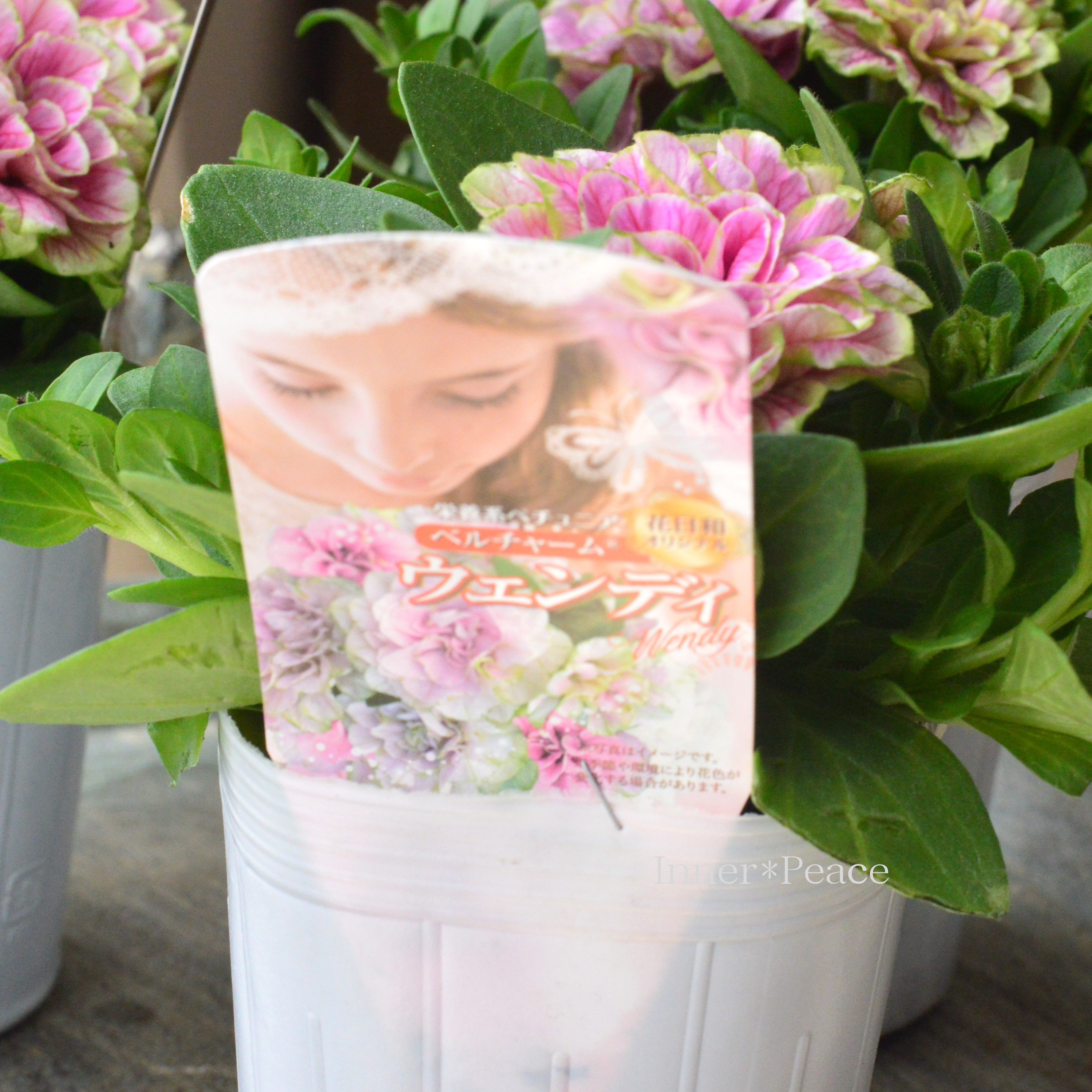 【花日和さんオリジナル】 栄養系ペチュニア 『ベルチャーム・ウエンディ』 3寸ロング~3.5寸POT