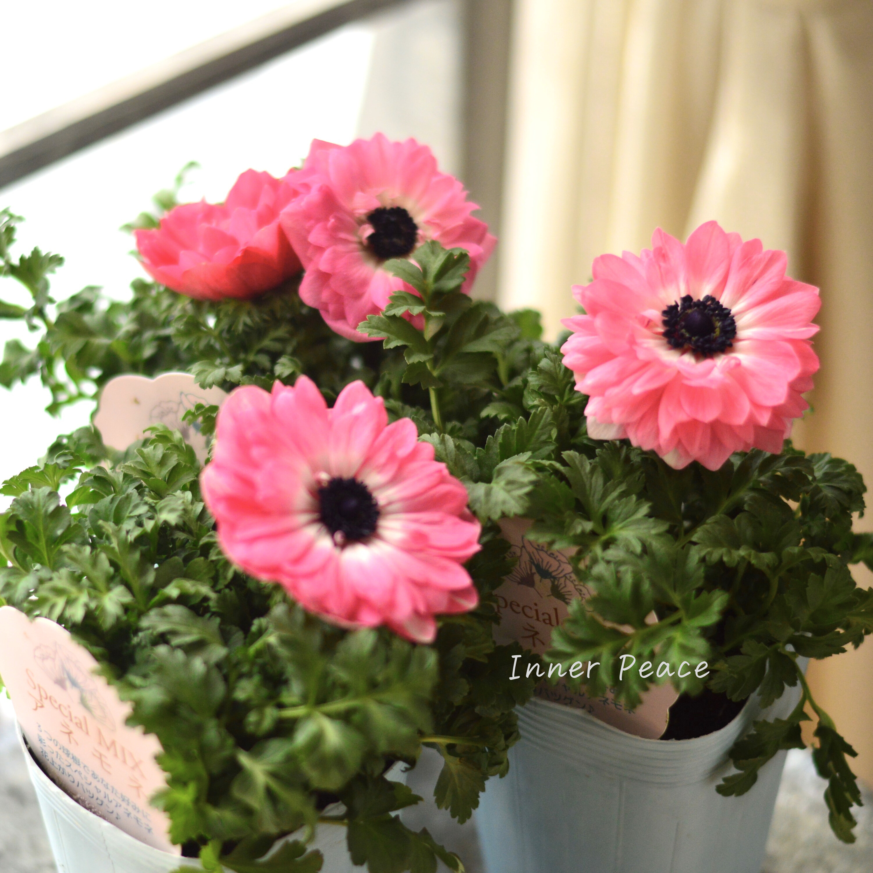 【神花園さん】 3本植え! 八重咲きスペシャルミックスアネモネ 『ピンク』 3.5寸ロングPOT