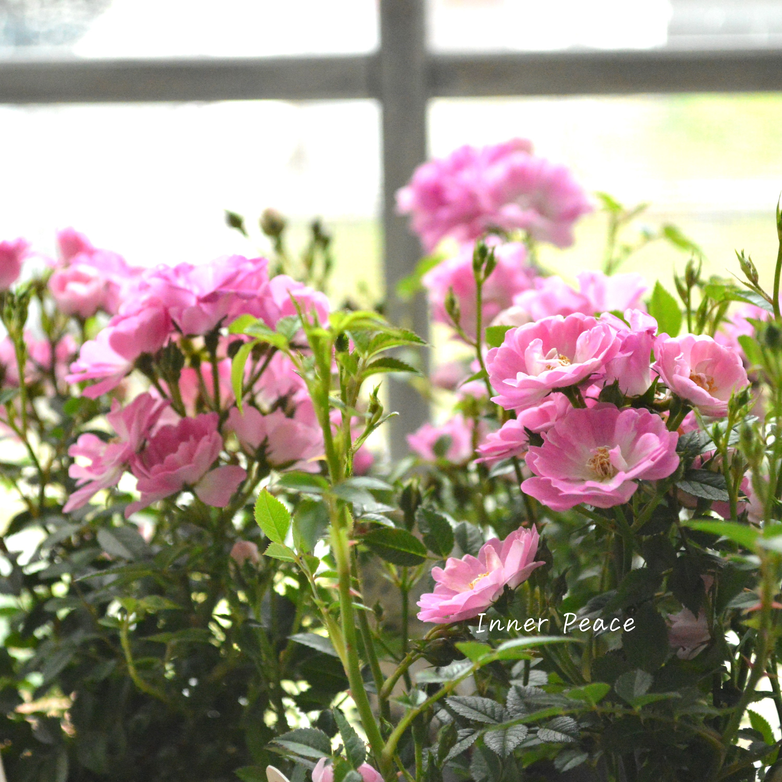 【四季咲き】 ミニ薔薇 『レンゲローズ』 3寸POT