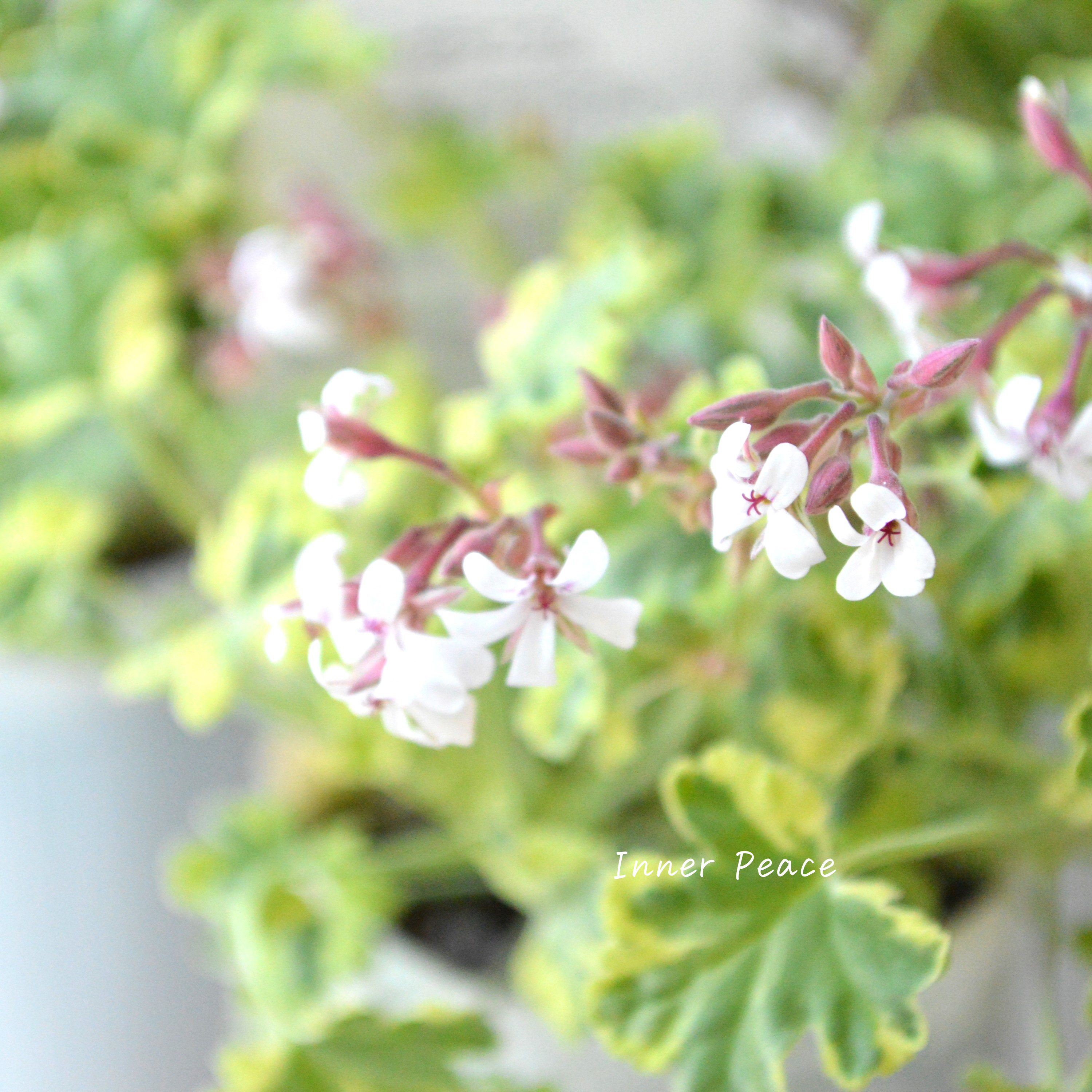 【斑入り】 ナツメグゼラニウム 『バリエガータ』 2.5寸ロングPOT