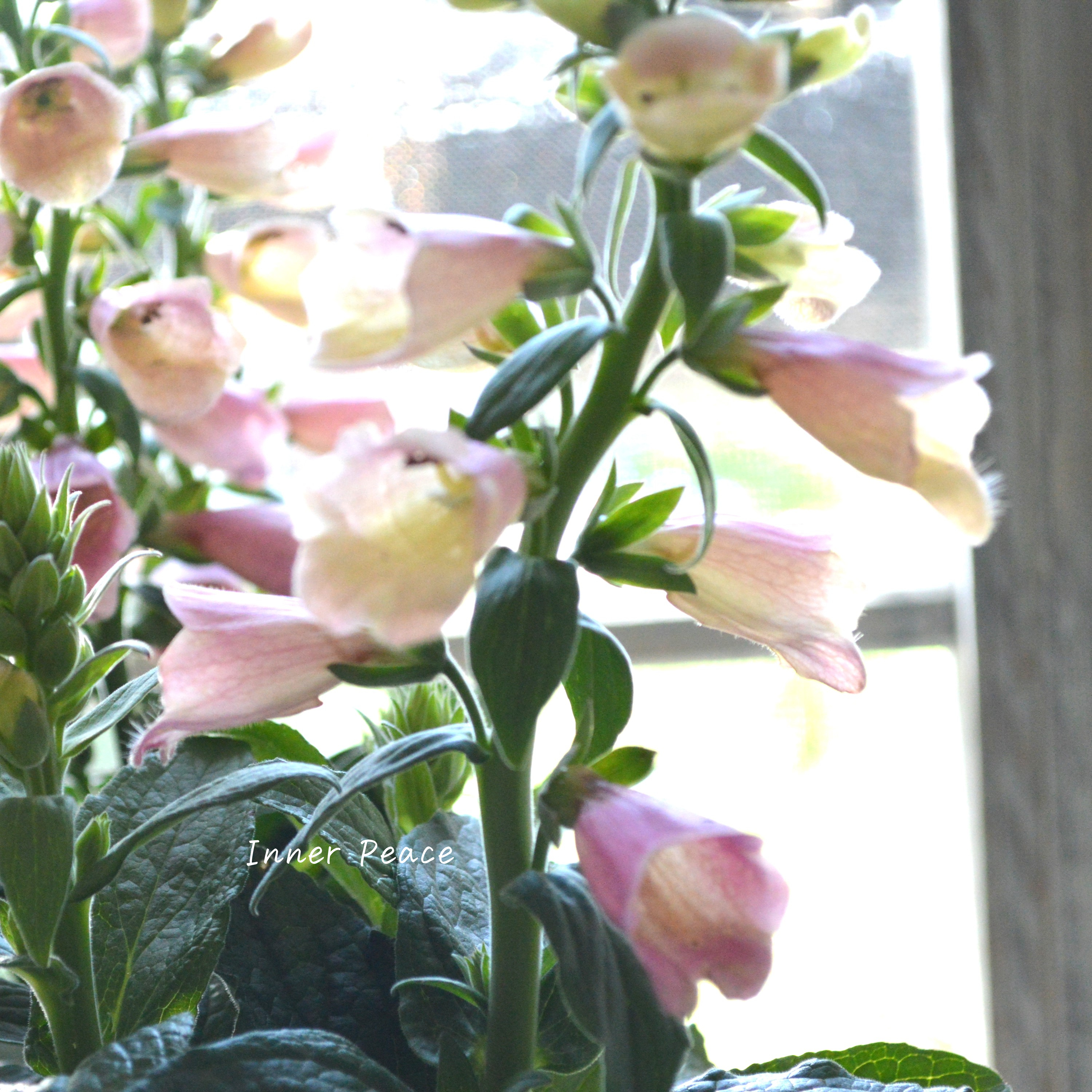 【開花期が長い】 ジギタリス 『アークティック・フォックスローズ』 3.5寸ロングPOT