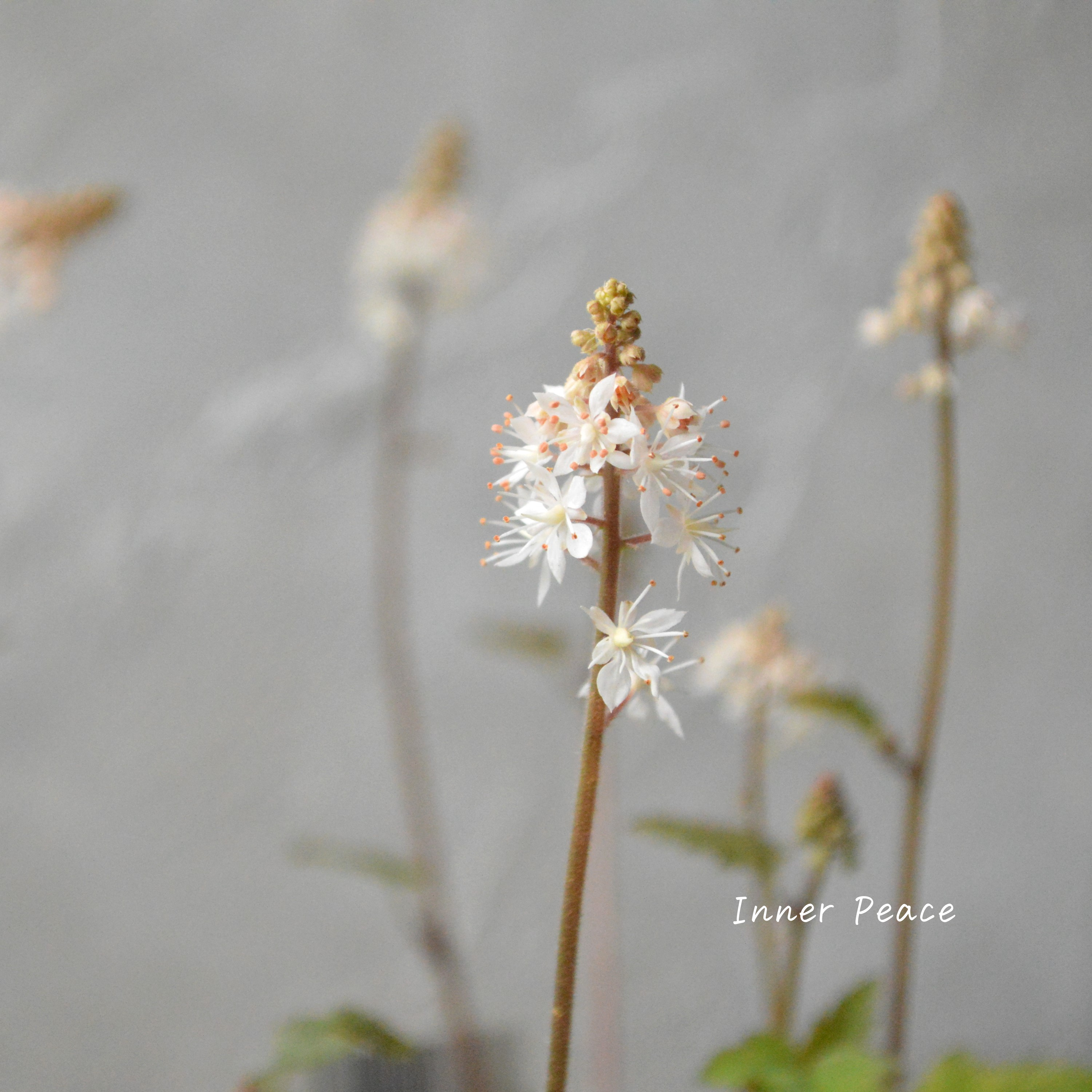 【宿根草】 ティアレラ 『ウィリー』 2.5寸ロングPOT