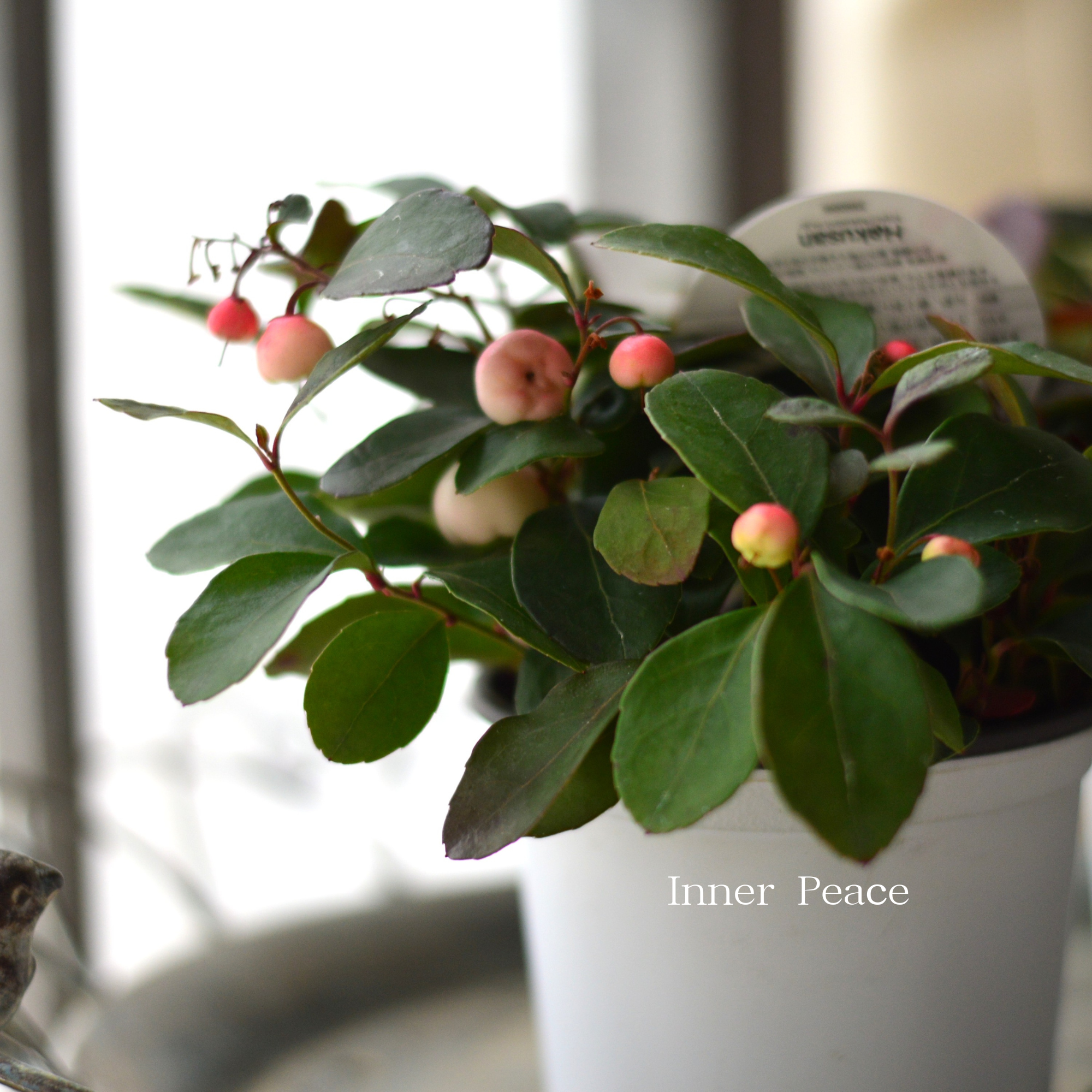 【寄せ植えに】 ゴーテリア・チャオペラ 『ピンク』 3寸POT