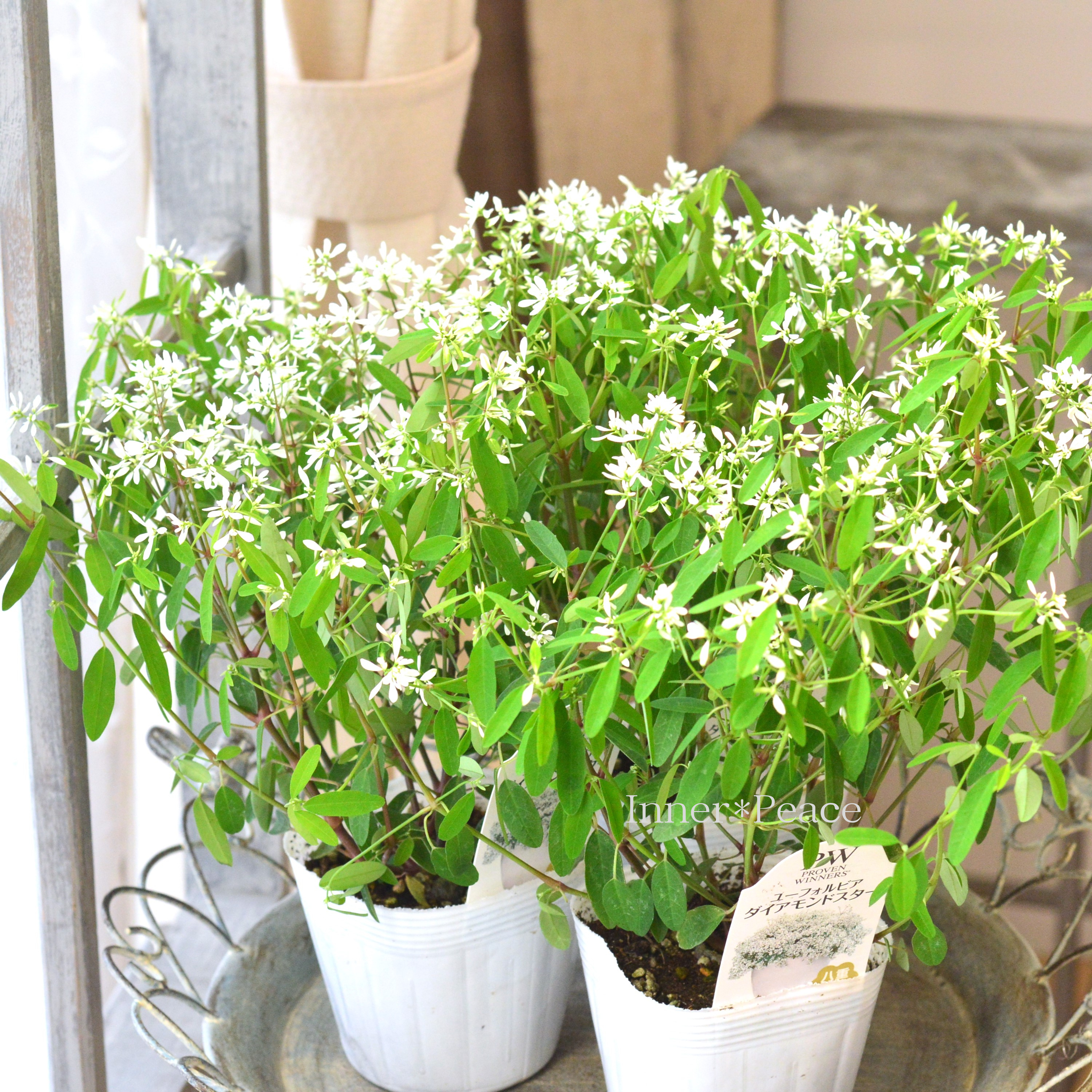 【八重咲き】 ユーフォルビア 『ダイアモンドスター』 2.5寸~3.5寸POT