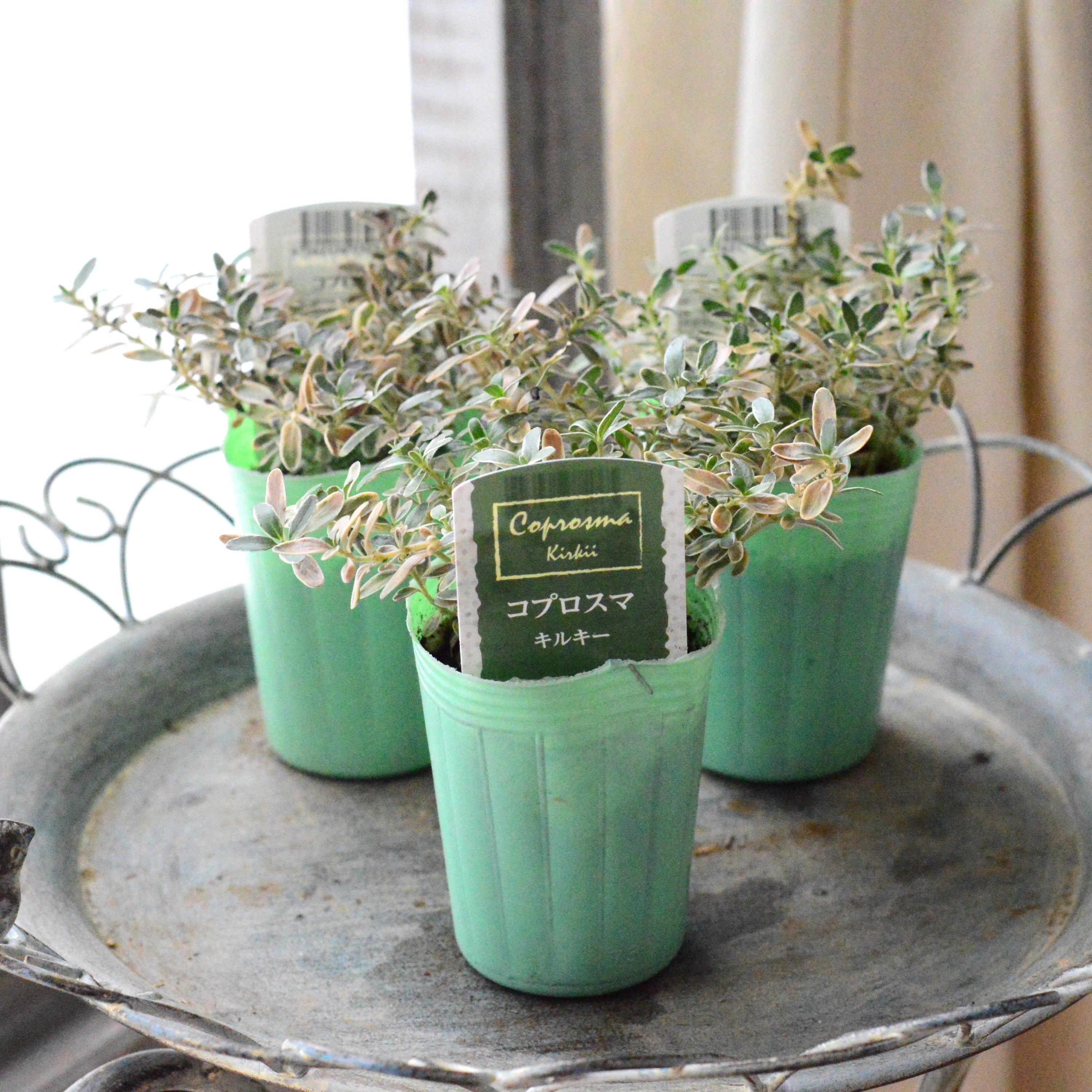 【寄せ植えに】 コプロスマ 『キルキー』 2.5寸POT
