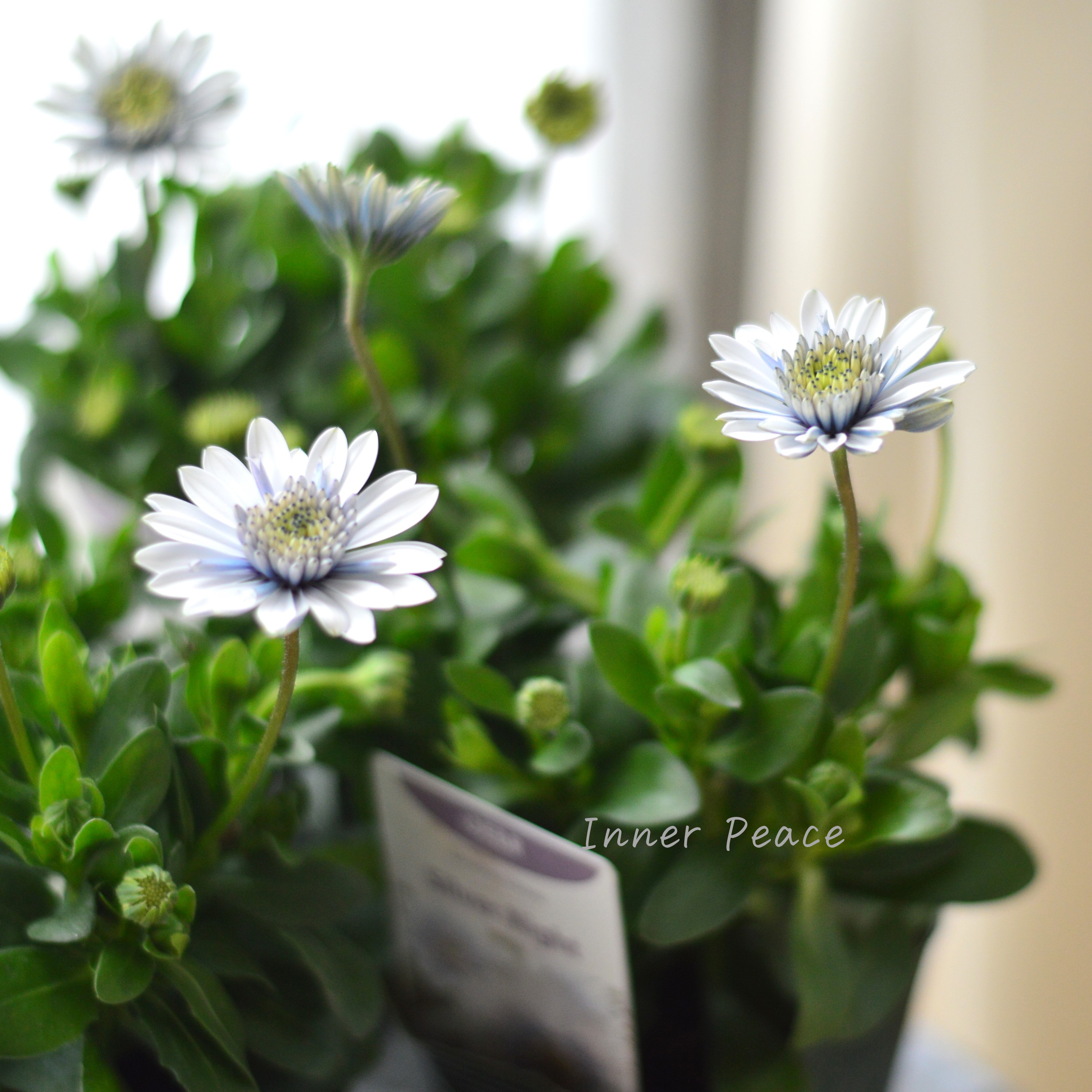 【ゲブラさん】 オステオスペルマム 『シルバーナイト』 3.5寸POT