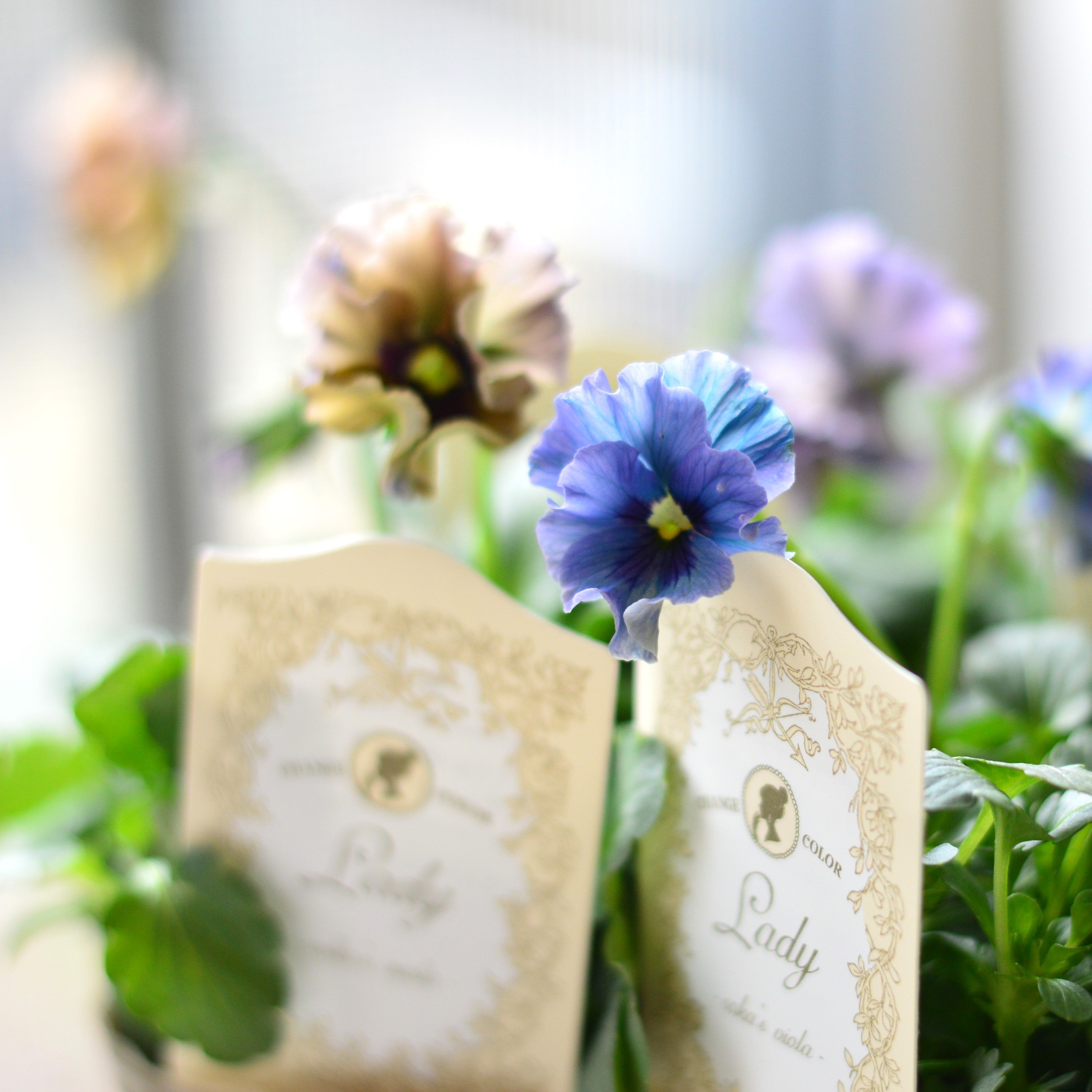 【希少】 石川園芸さんビオラ 『レディ』 3寸POT