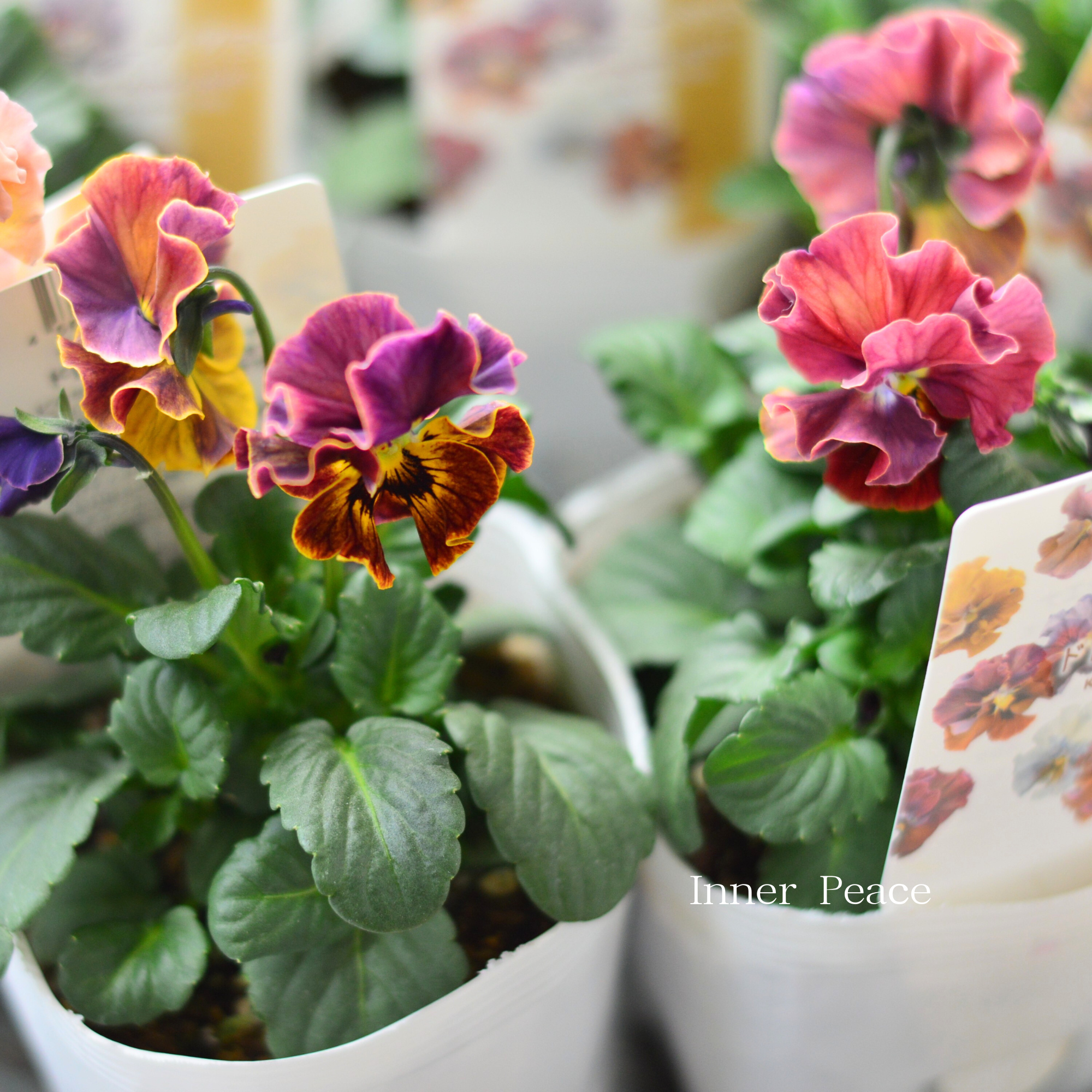 【北島園芸さん】 ビオラ 『ドレープシエナ』 3.5寸POT