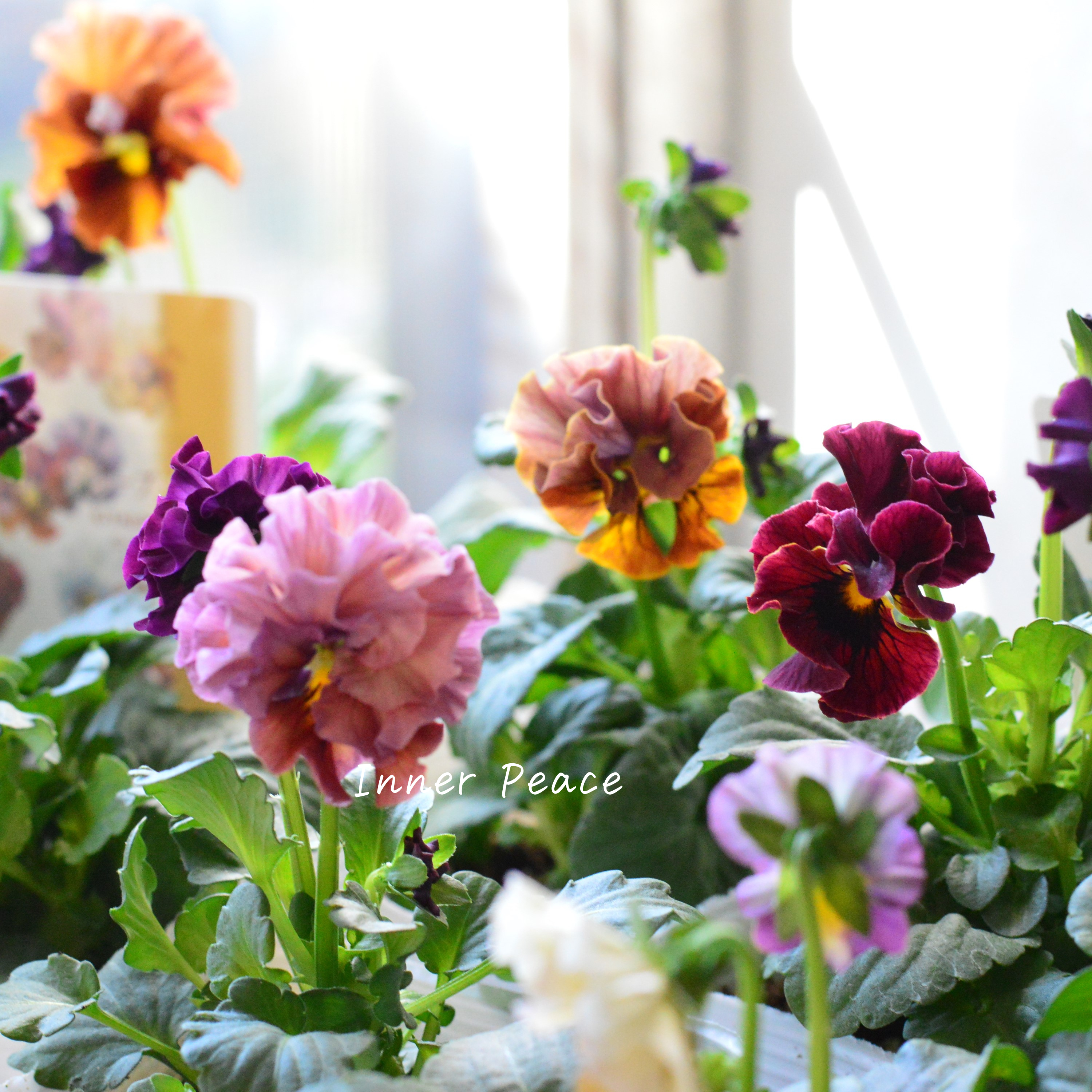 【北島園芸さん】 ビオラ 『ドレープシエナ』 3.5寸POT