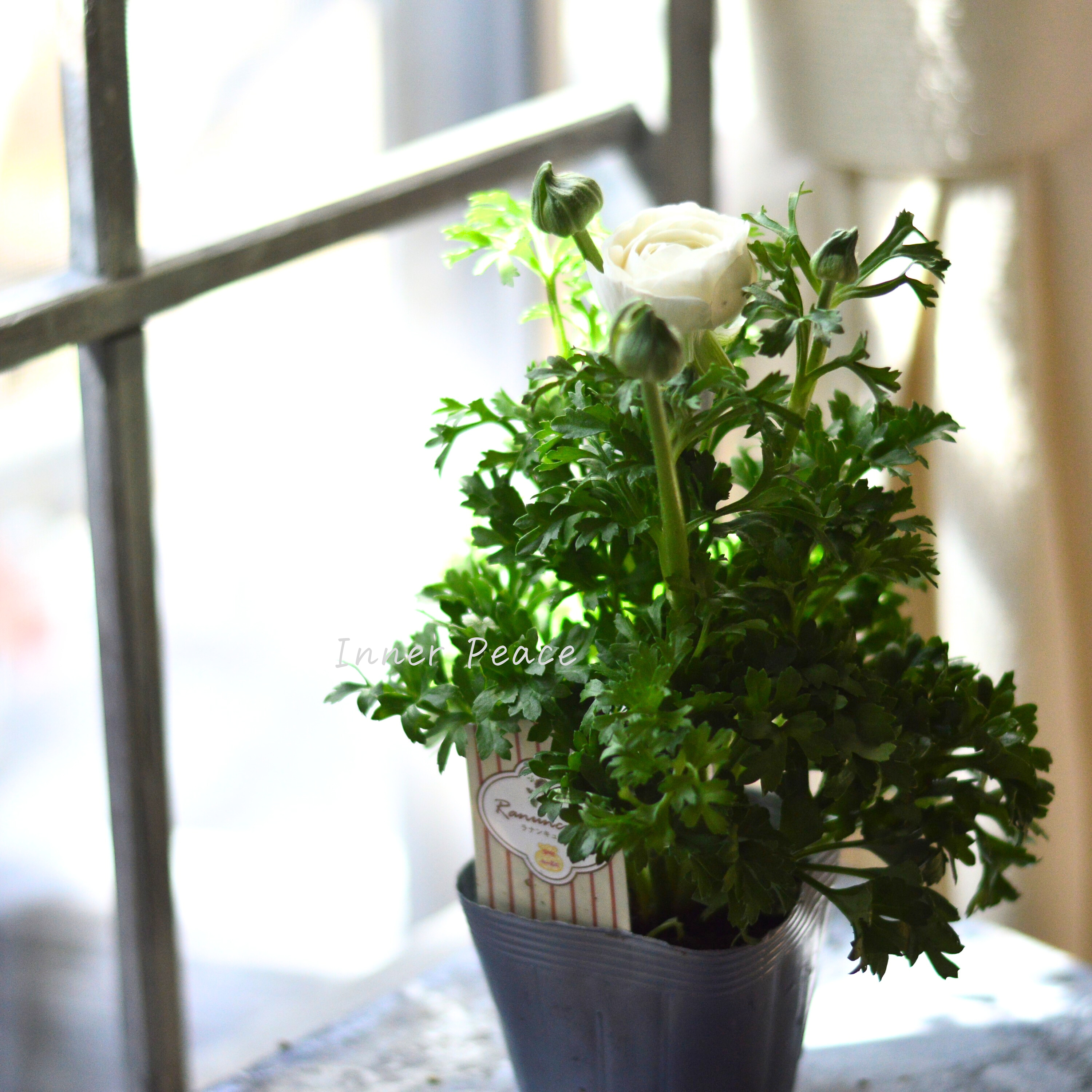 【かわいい】 ラナンキュラス 『スプリンクル・ホワイト』 3.5寸POT