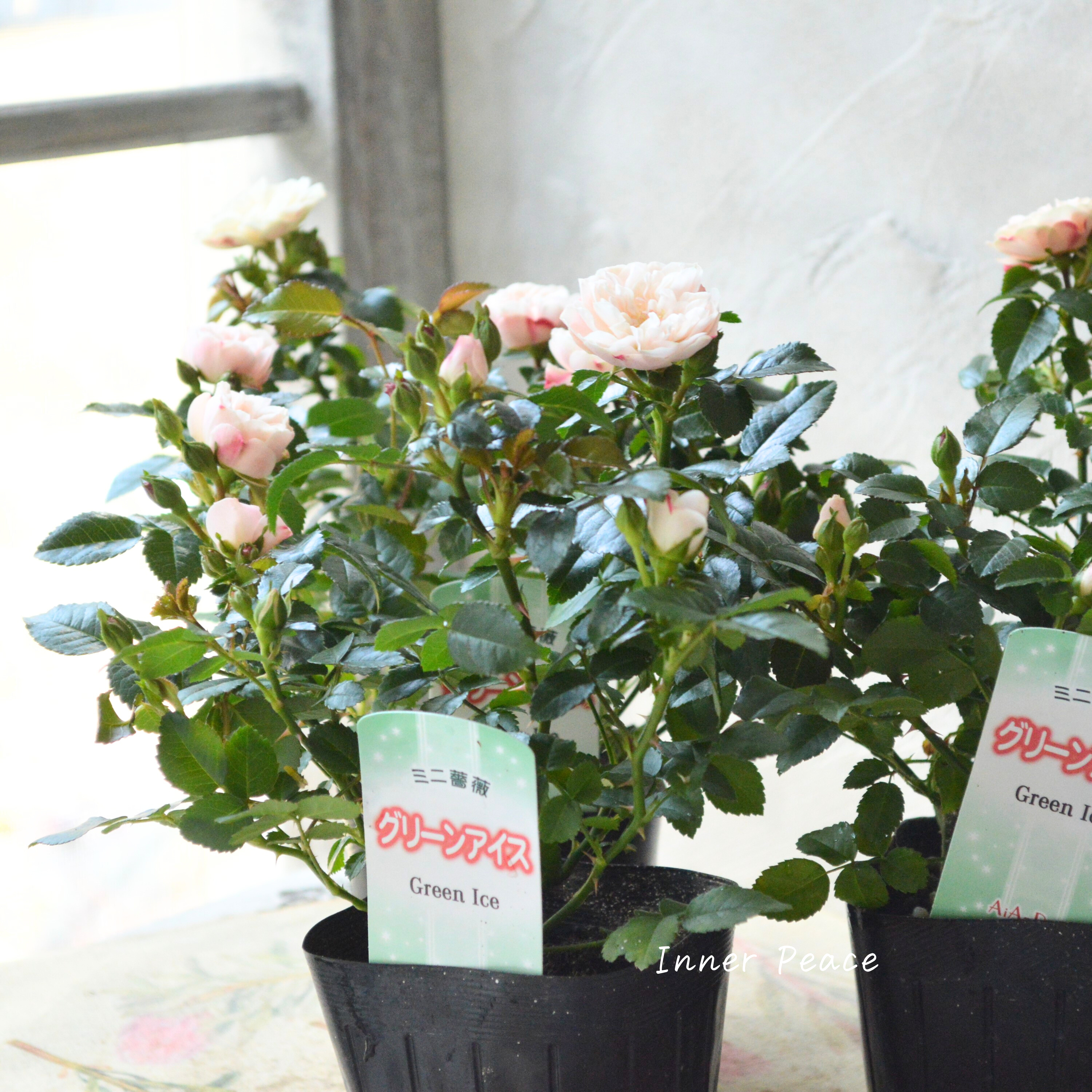 【美しい】 ミニ薔薇 『グリーンアイス』 3寸POT