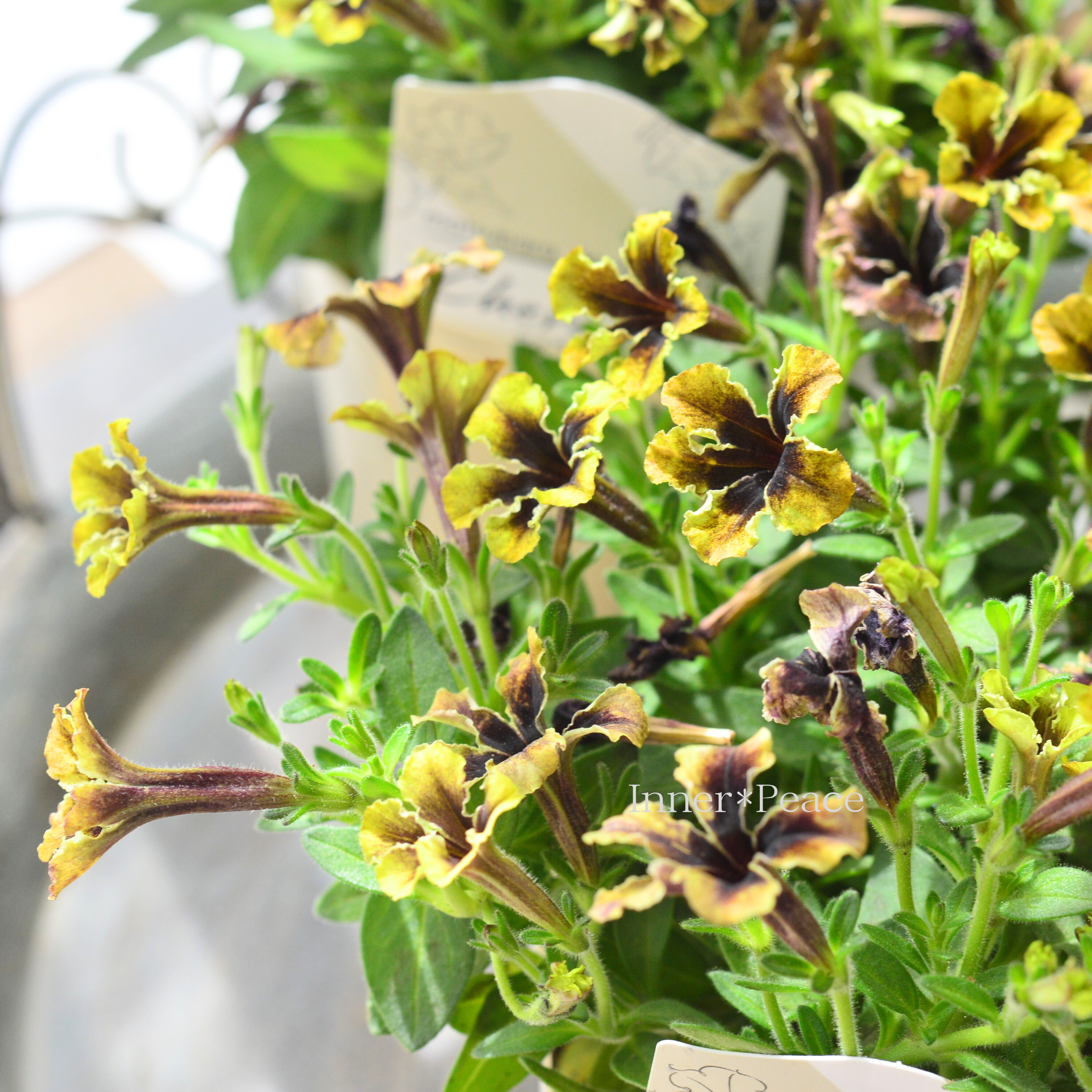 【マツバラフラワーファームさん】 極小輪ペチュニア 『シュバリエ・スターナイト』 3寸ロングPOT