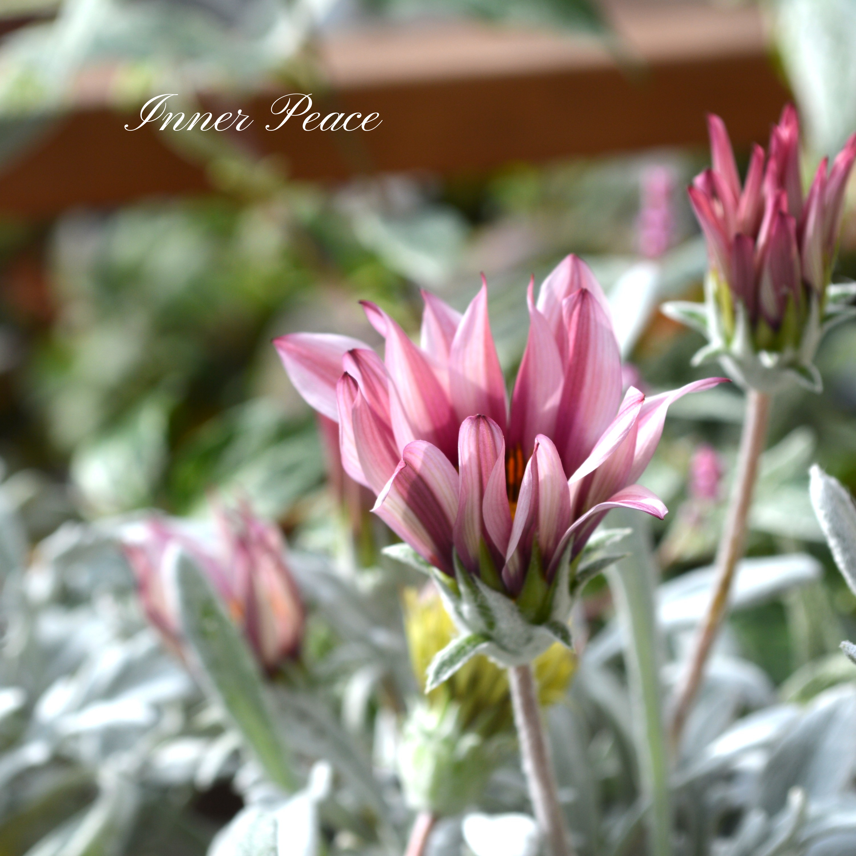 【希少】 ガザニア 『クリムゾンフラッシュ』 3.5寸POT