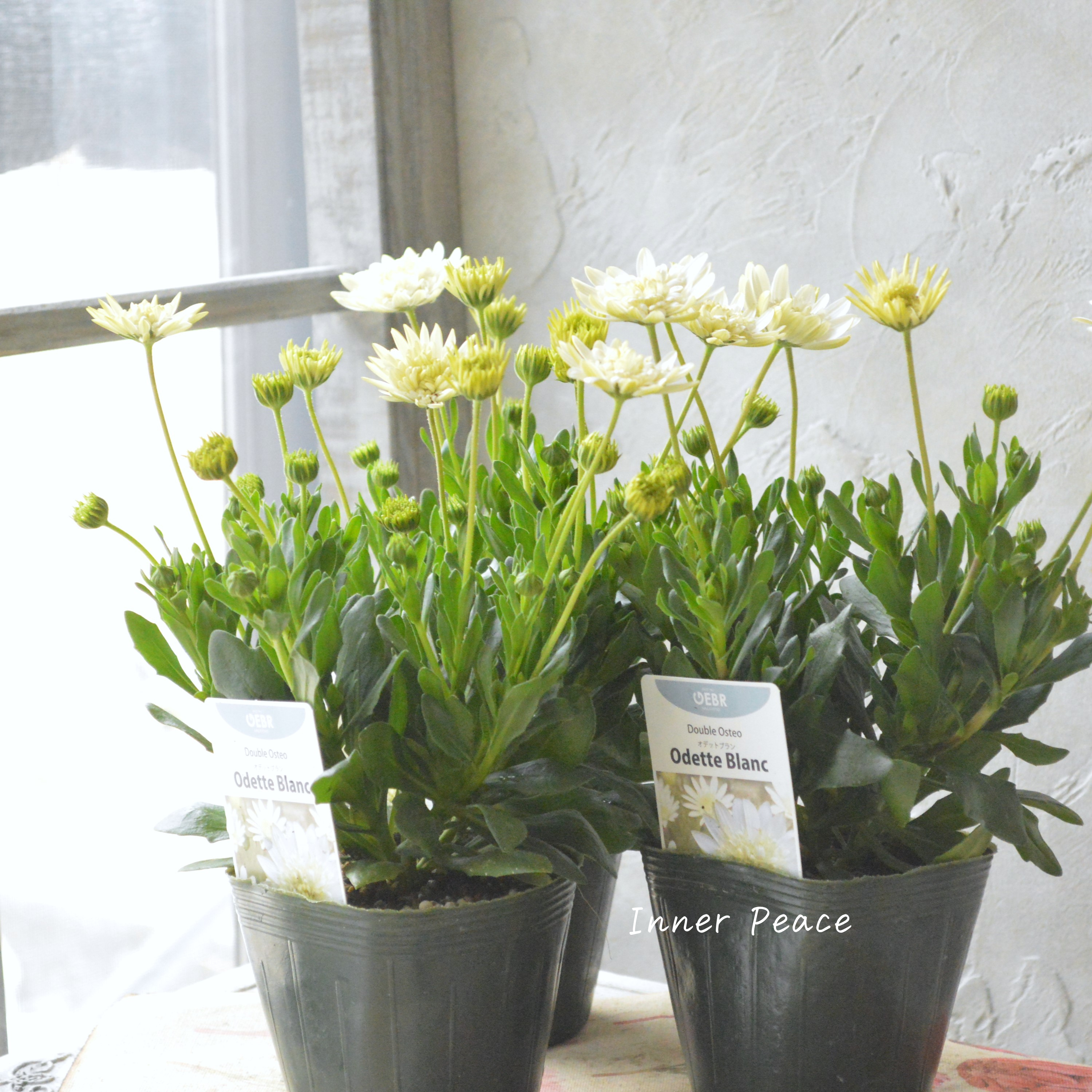 【ゲブラさんオリジナル】 オステオスペルマム 『オデットブラン』 3.5寸POT