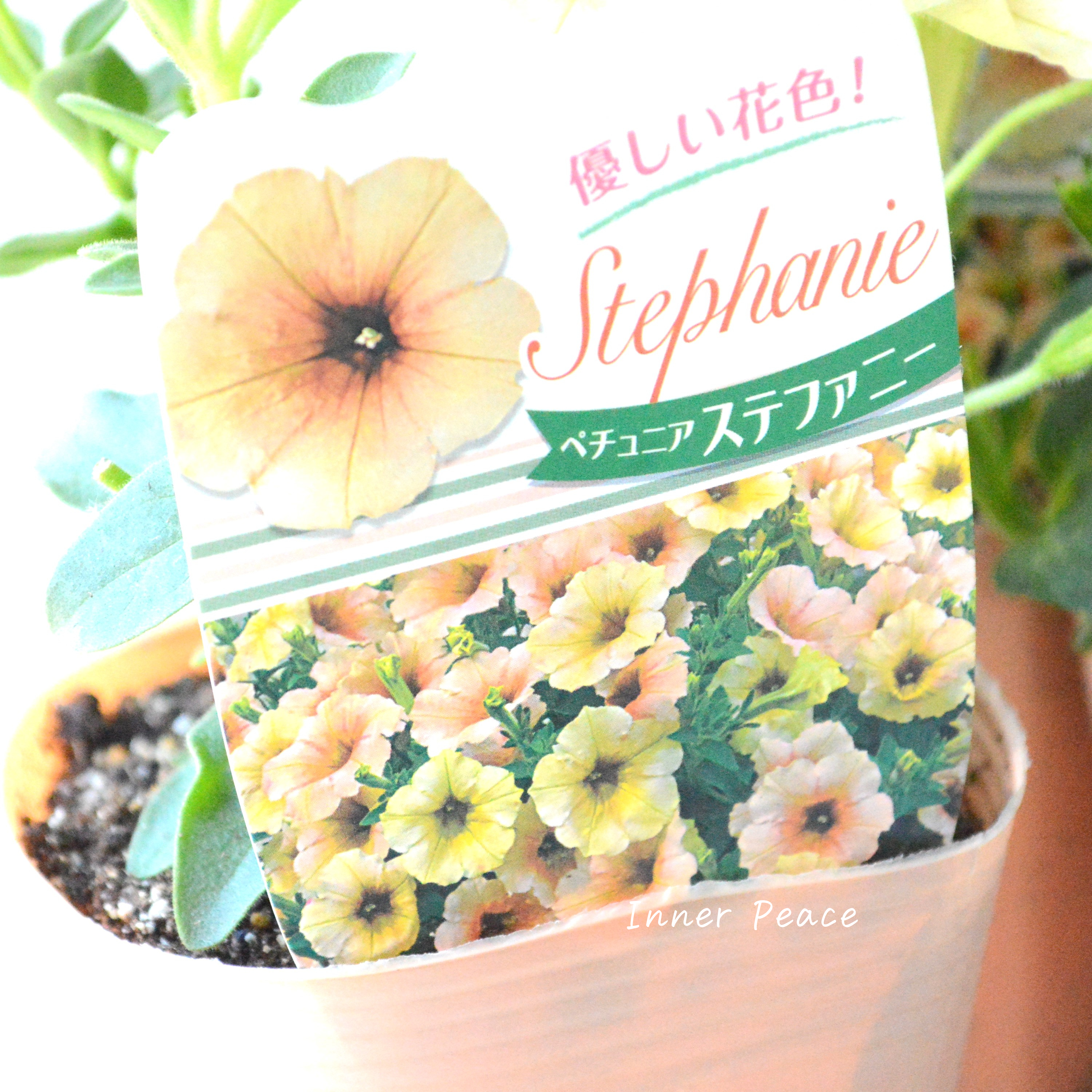 【人気】 ペチュニア 『ステファニー』 3.5寸POT