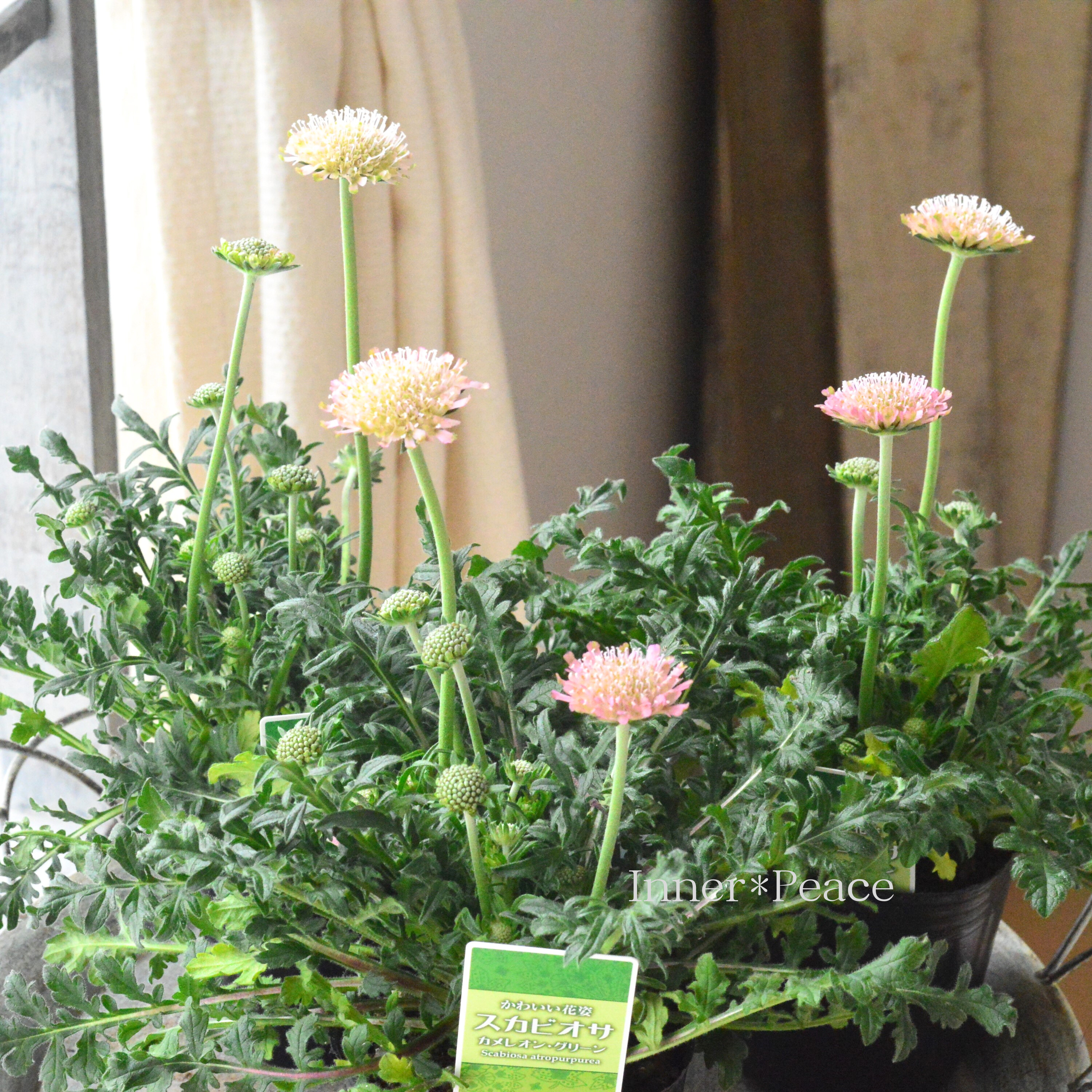 【かわいい】 スカビオサ 『カメレオングリーン』 3寸POT