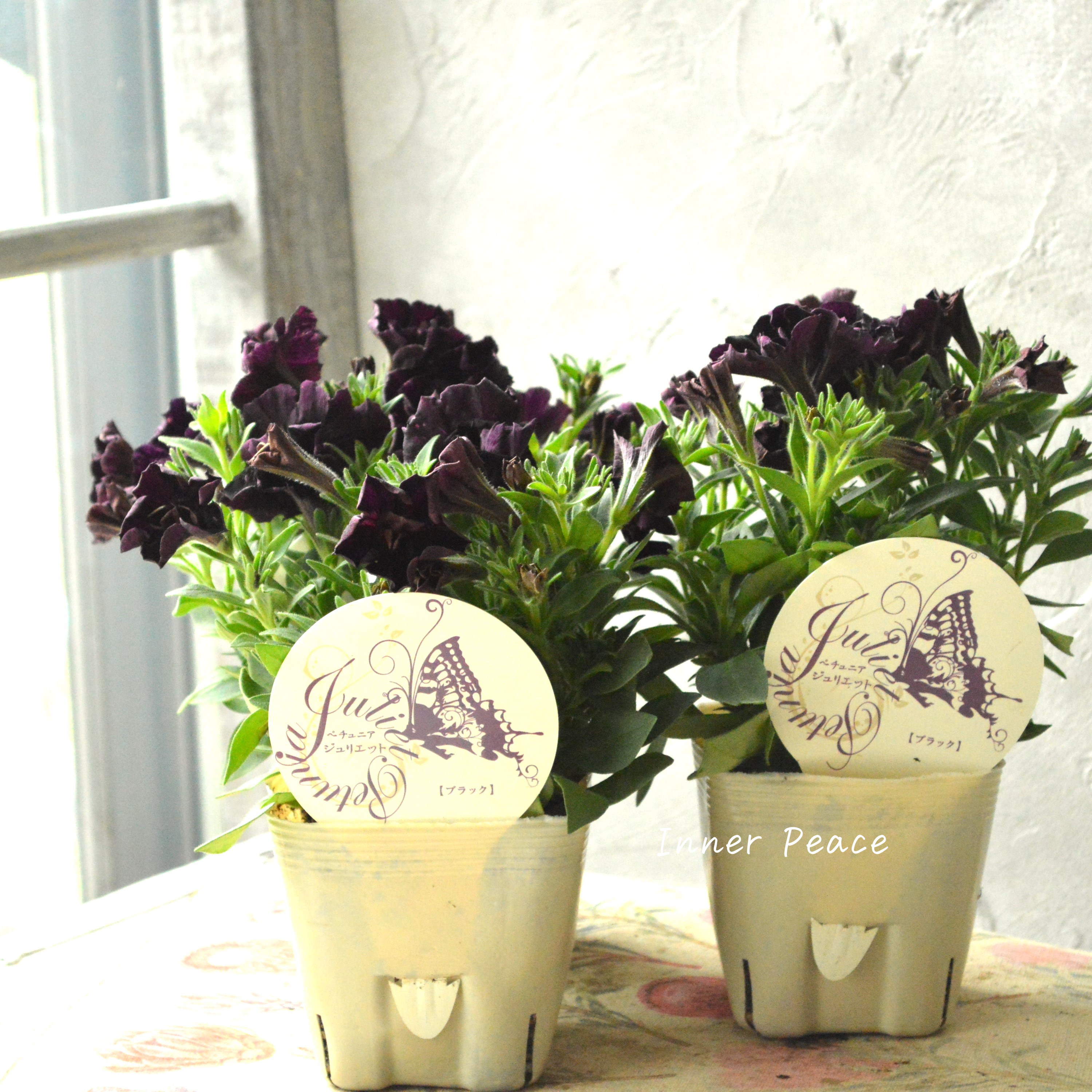 【花芳さんオリジナル】 八重咲きペチュニア 『ジュリエット・ブラック』 3.5寸POT