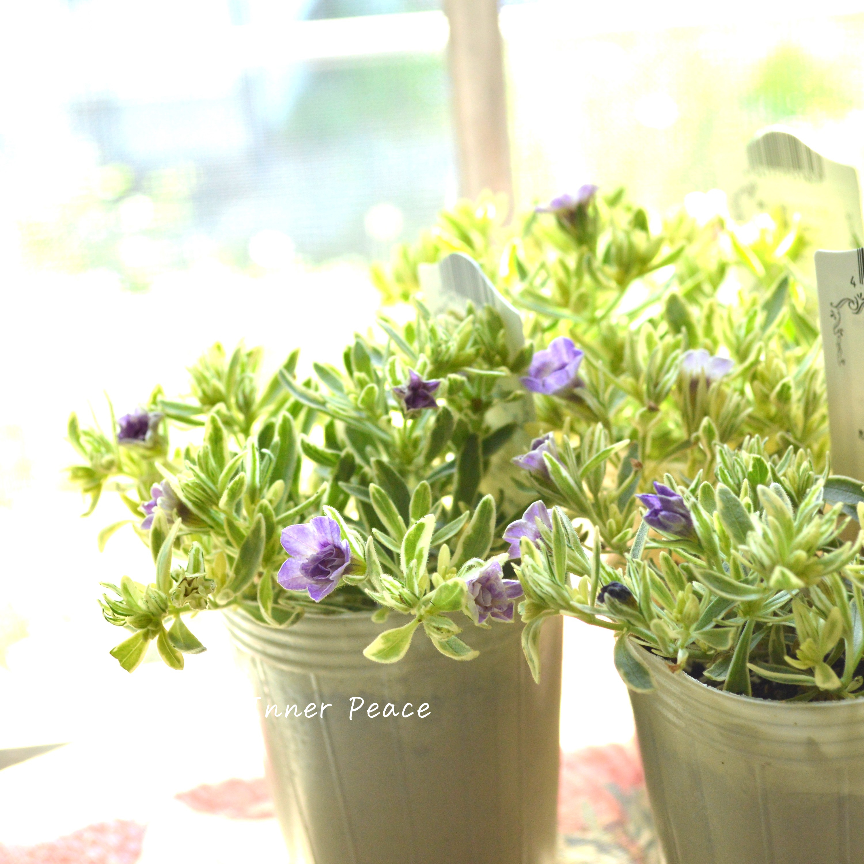 【斑入り】 Sale! カリブラコア 『ボンヌユムール・マジックパープル』 2.5寸POT