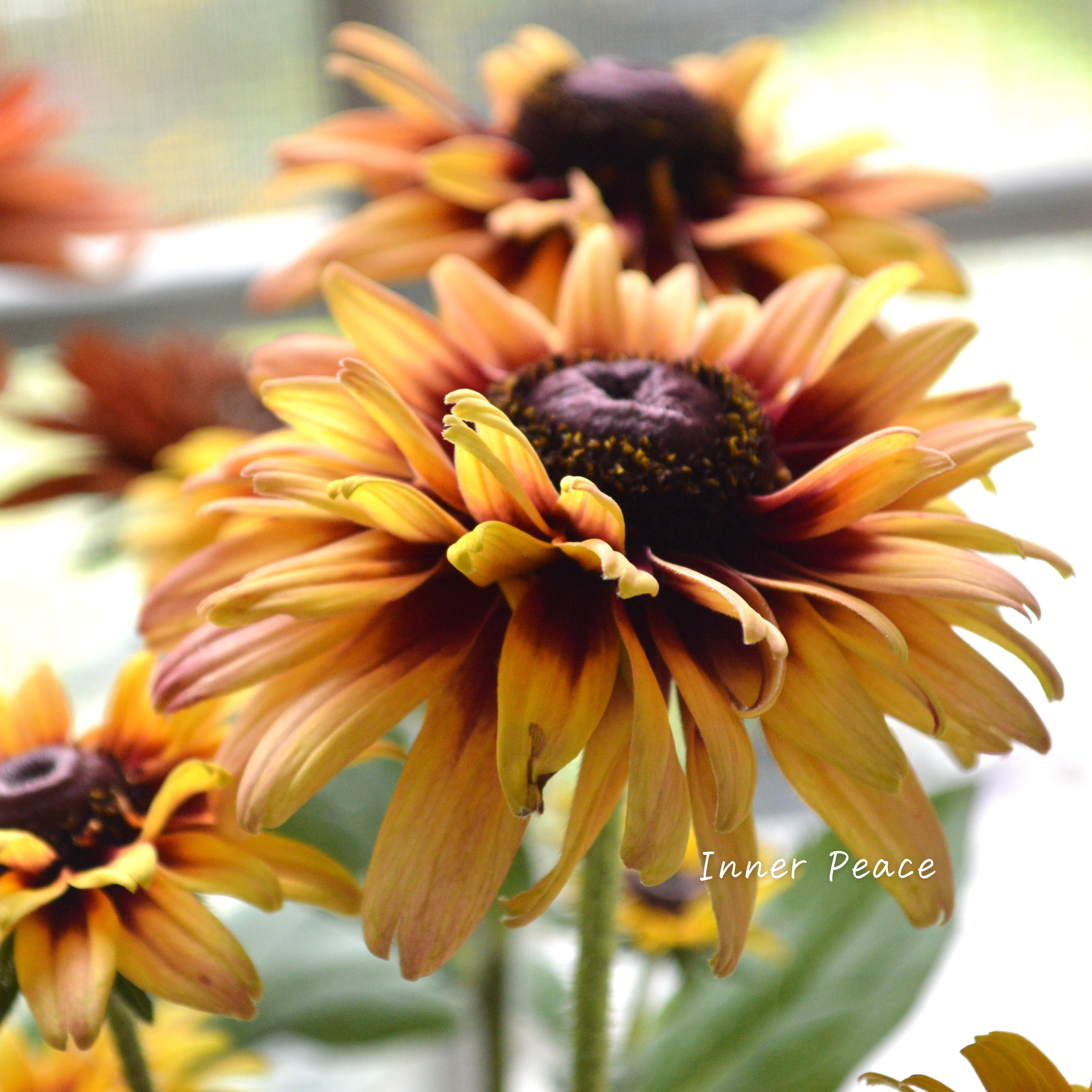 【八重咲き】Sale! ルドベキア 『キャラメルミックス』 3.5寸POT