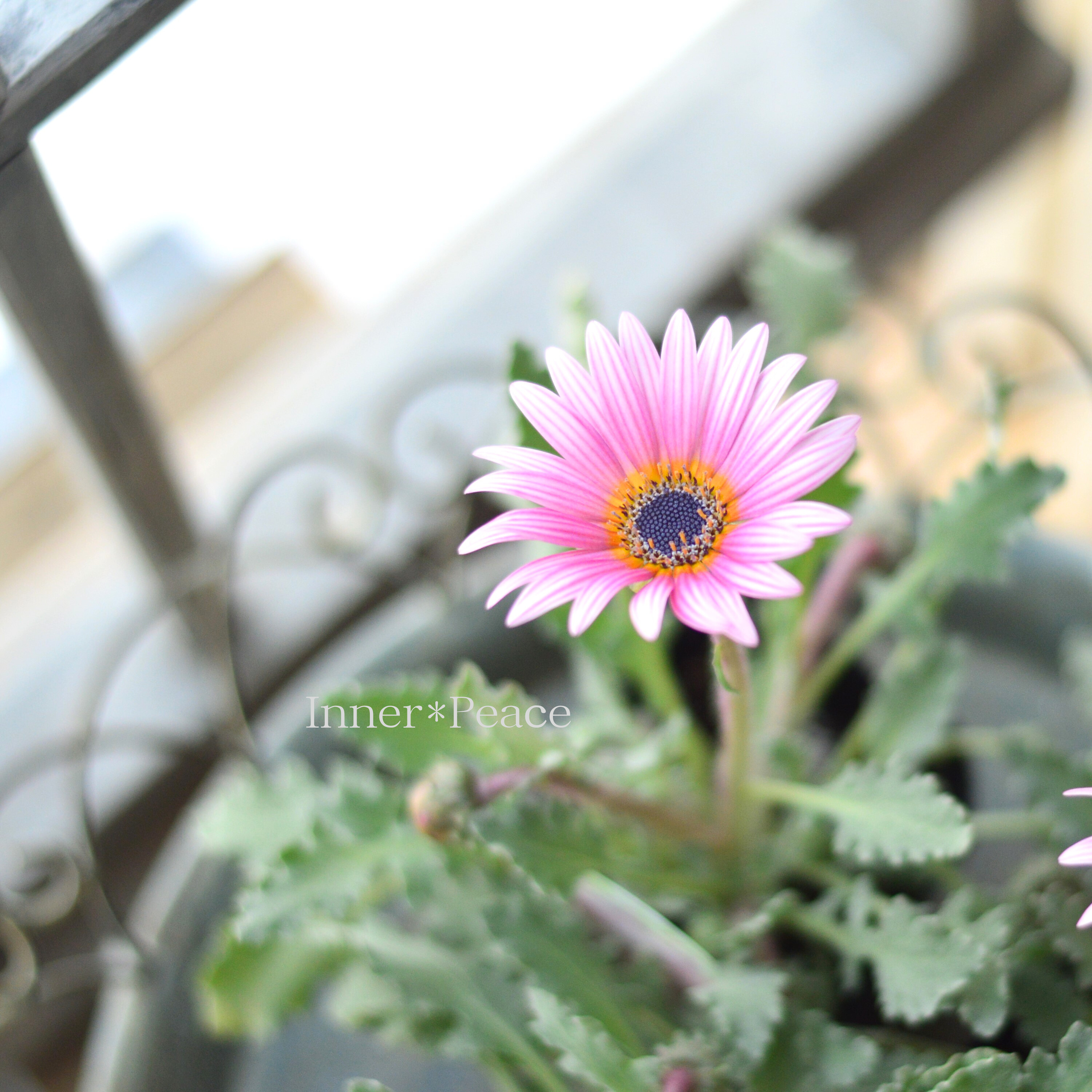 【かわいい】 アークトチス 『プリュネル』 3寸POT