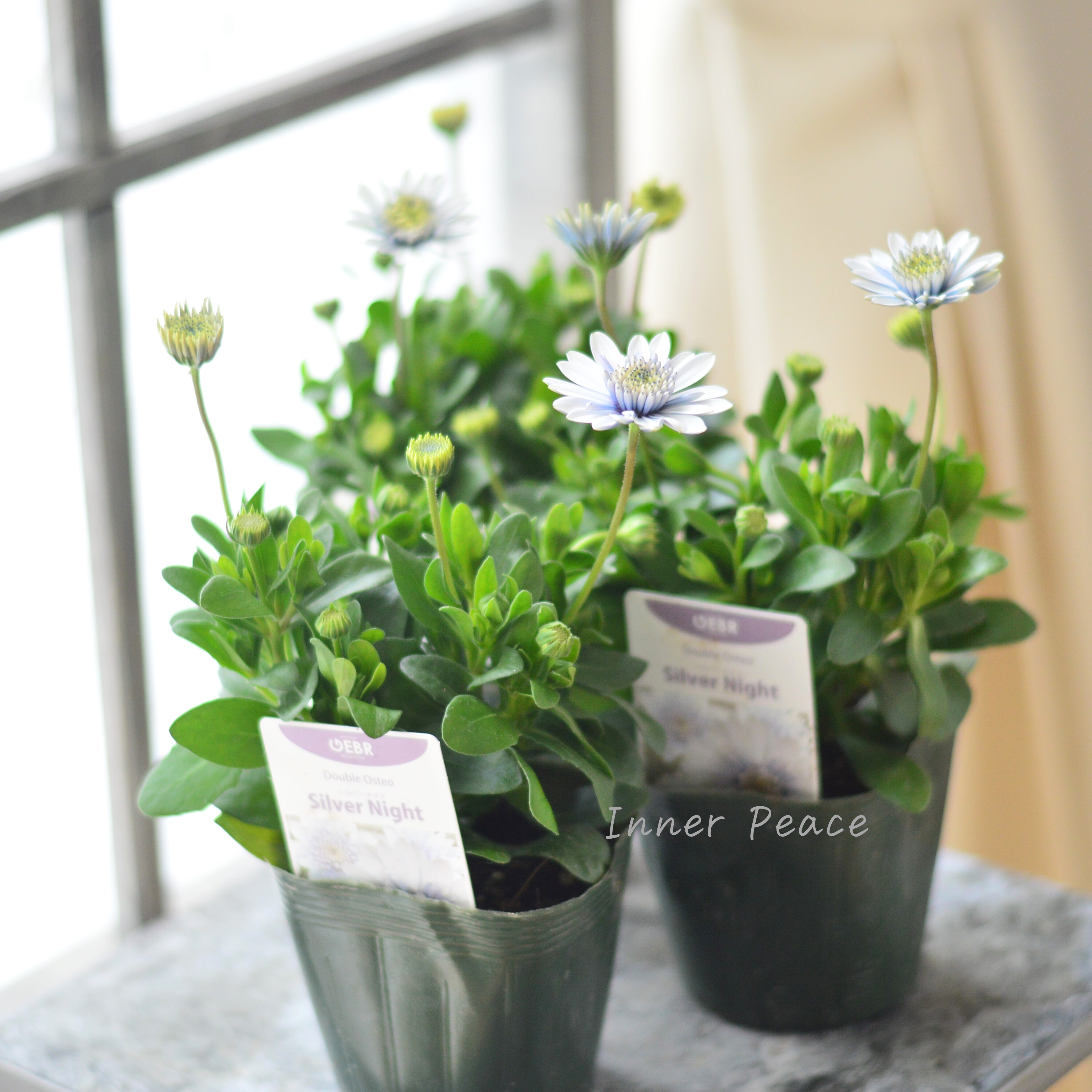 【ゲブラさん】 オステオスペルマム 『シルバーナイト』 3.5寸POT